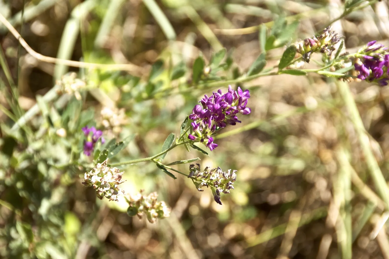 Alfalfa (Medicago Sativa) — extending up to 15-20 feet in optimal soil conditions; which bloom from late spring to early autumn, image 65