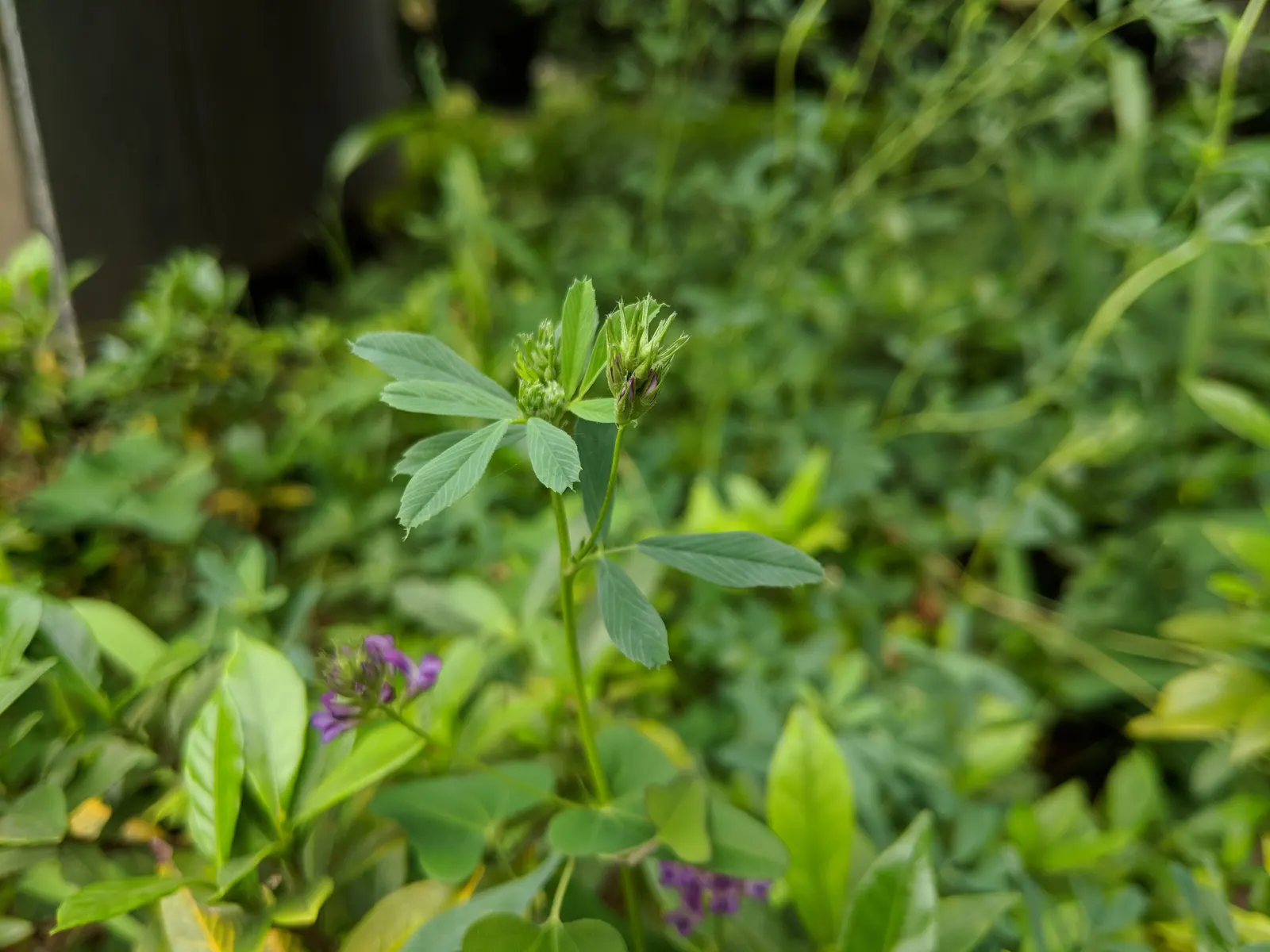 Alfalfa (Medicago Sativa) — which is particularly beneficial in nutrient-depleted areas; alfalfa's deep root system, image 69