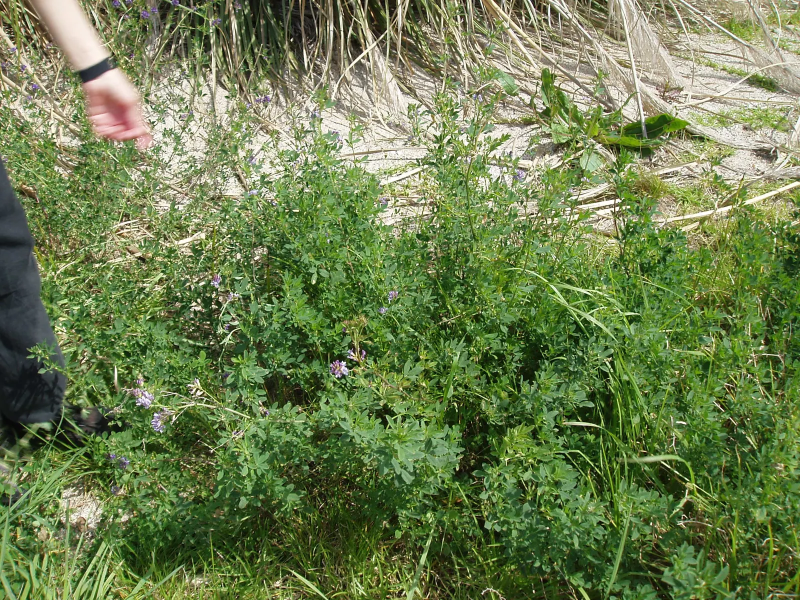 Alfalfa (Medicago Sativa) — Alfalfa offers forage for livestock and attracts pollinators; enhancing biodiversity in garden ecosystems