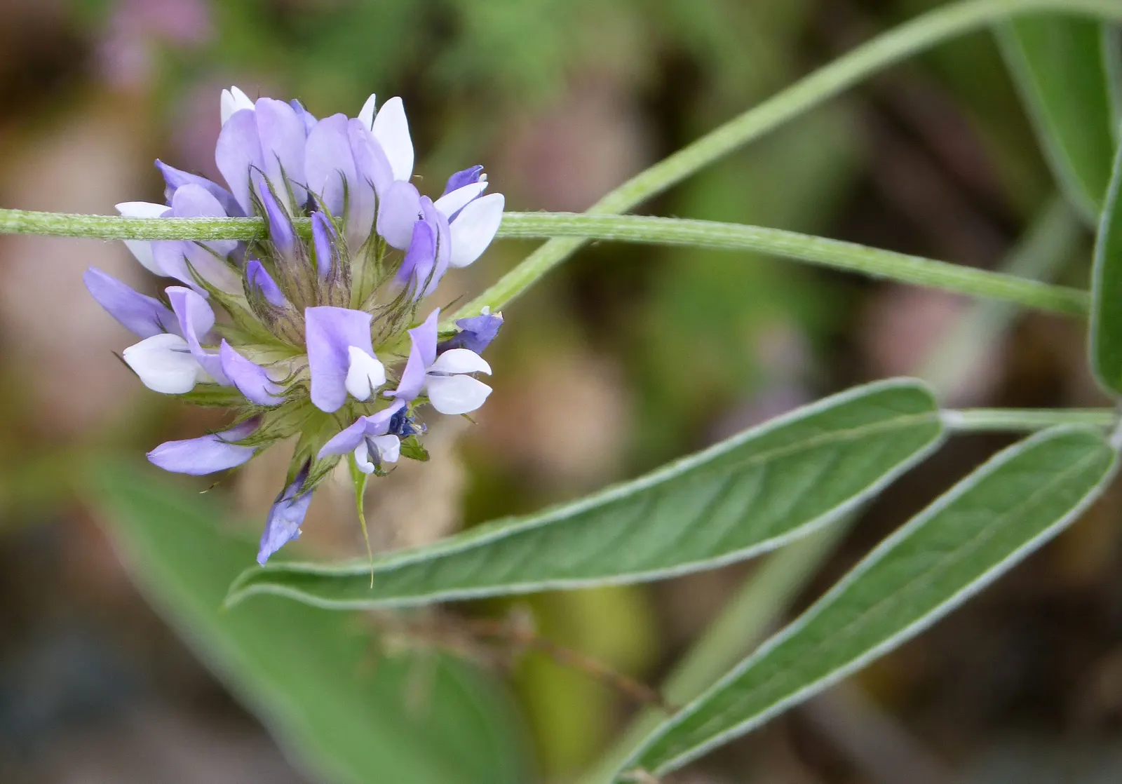 Alfalfa (Medicago Sativa) — adding nitrogen back into the soil through its root nodules; alfalfa offers forage for livestock and attracts, image 68