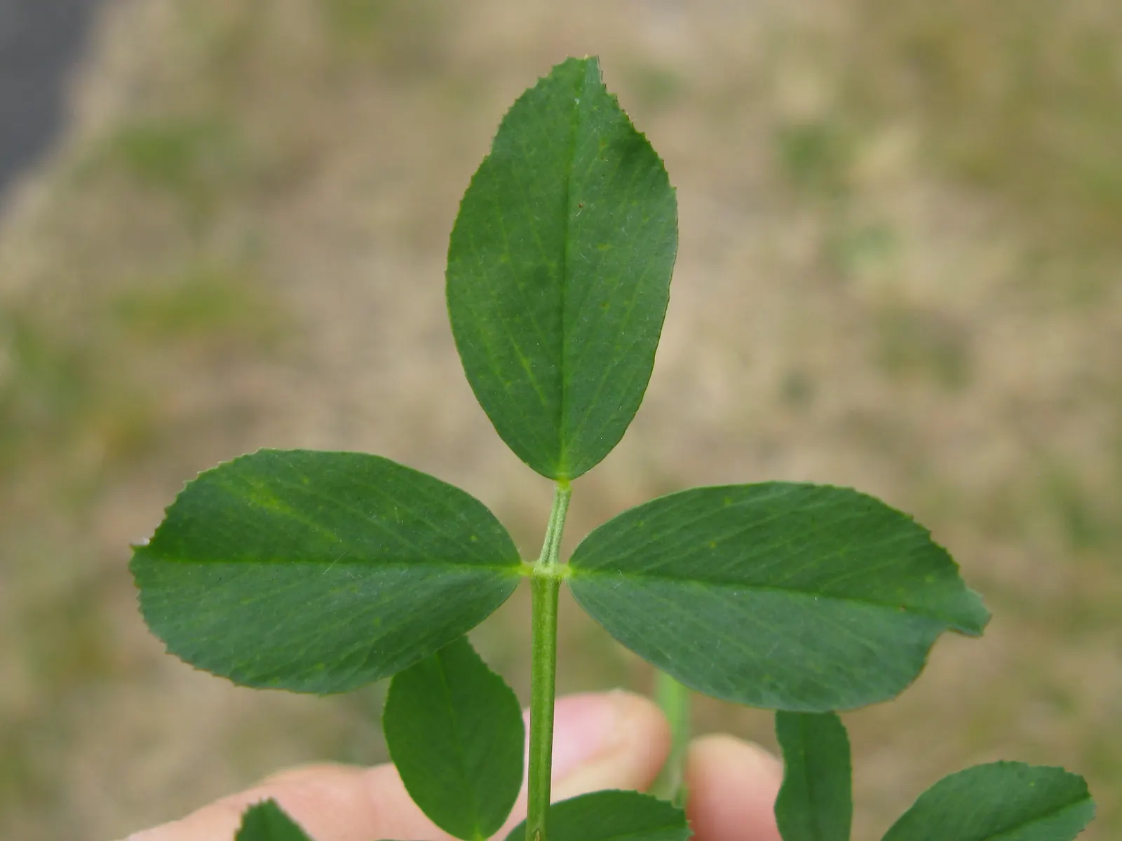 Alfalfa (Medicago Sativa) — which bloom from late spring to early autumn
