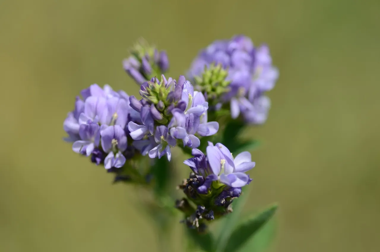 Alfalfa (Medicago Sativa) — which is particularly beneficial in nutrient-depleted areas
