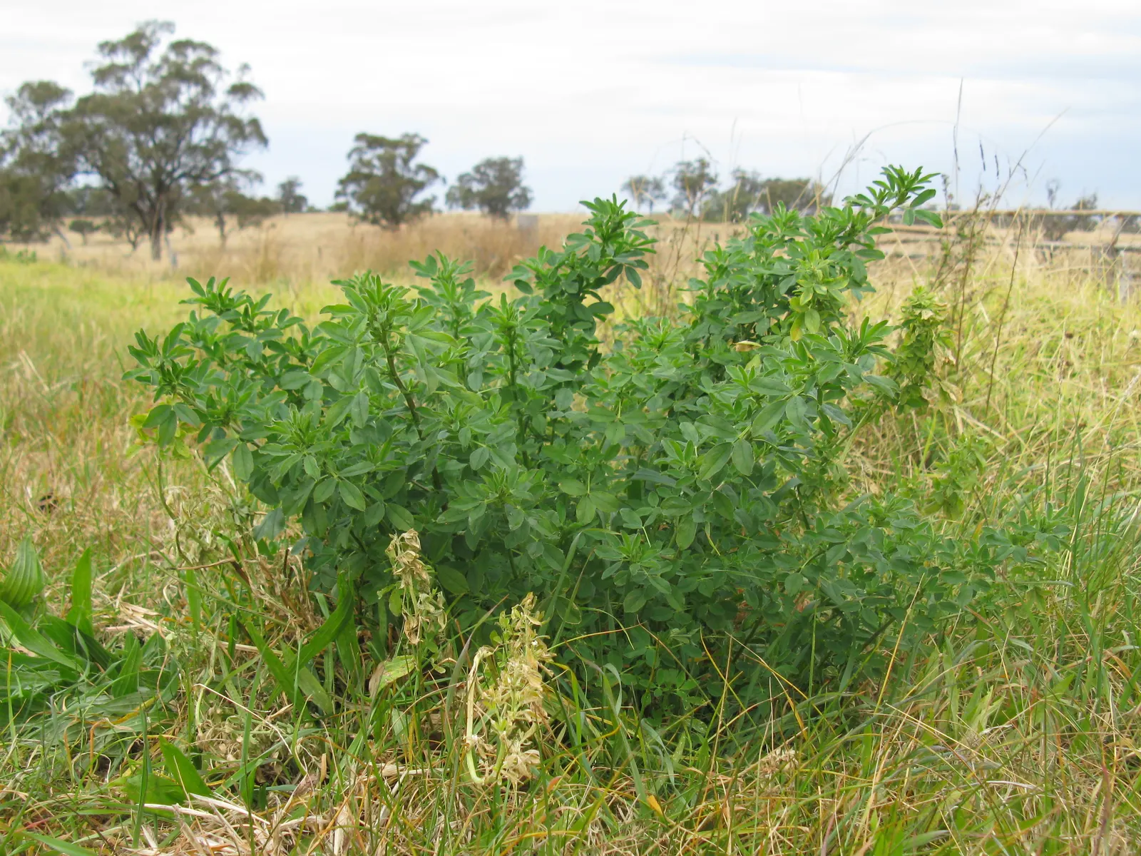 Alfalfa (Medicago Sativa) — Its deep taproots enrich soil with nitrogen, supporting adjacent plant health; perennial with purple blooms, image 56