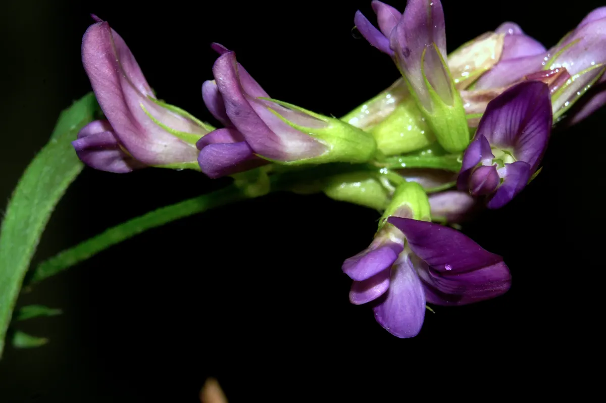 Alfalfa (Medicago Sativa) — extending up to 15-20 feet in optimal soil conditions; which bloom from late spring to early autumn