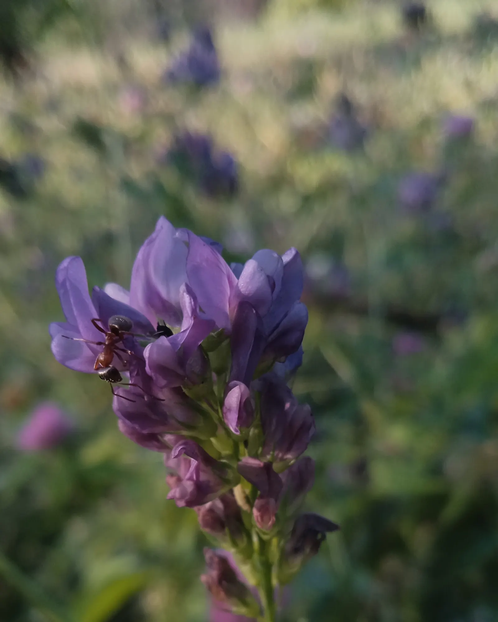 Alfalfa (Medicago Sativa) — incorporating alfalfa offers an environmentally-friendly option for lawn alternatives or green mulch