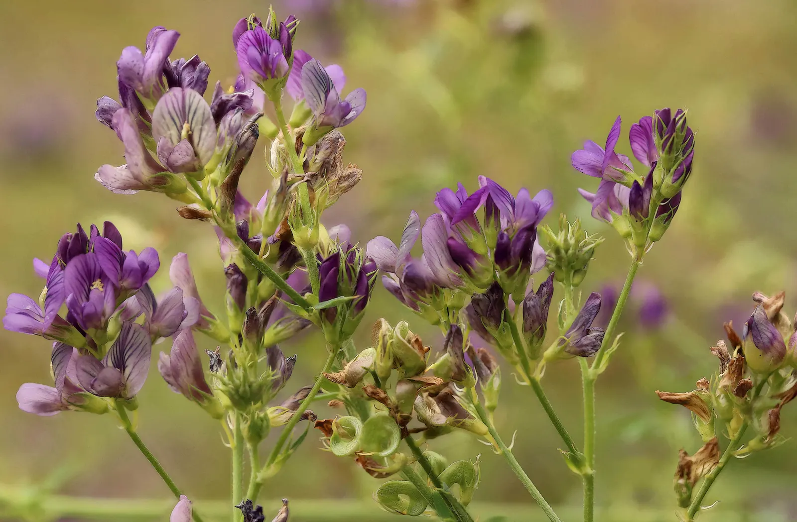 Alfalfa (Medicago Sativa) — Alfalfa offers forage for livestock and attracts pollinators; enhancing biodiversity in garden ecosystems, image 57