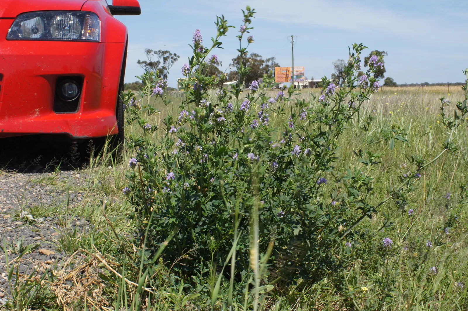 Alfalfa (Medicago Sativa) — adding nitrogen back into the soil through its root nodules; alfalfa offers forage for livestock and attracts pollinators