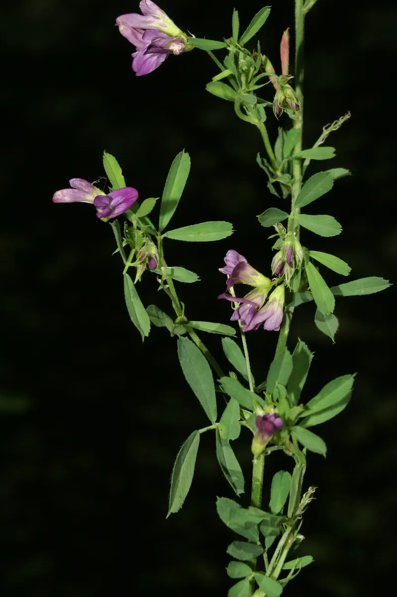 Alfalfa (Medicago Sativa) — This hardy plant reaches up to 3 feet high and spreads 2 feet wide; after flowering, the plant produces spiraled seed pods, each