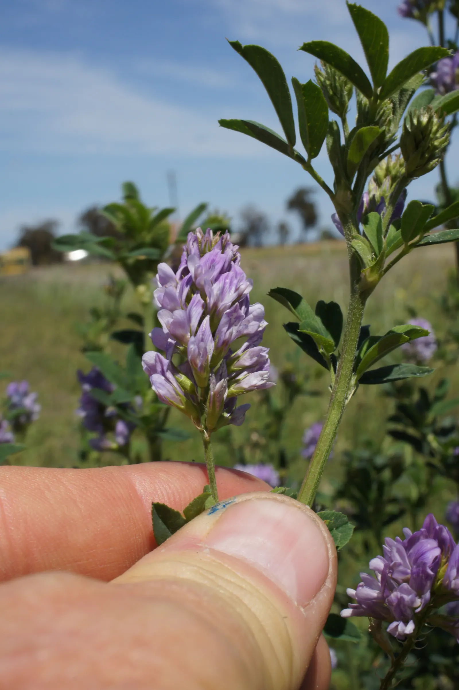 Alfalfa (Medicago Sativa) — perennial for full
