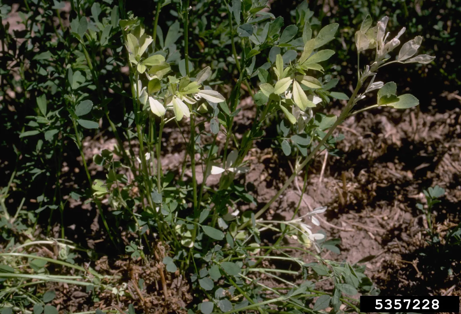 Alfalfa (Medicago Sativa) — is a perennial flowering plant renowned for its high nutritional value and versatility within a garden design; alfalfa (Medicago