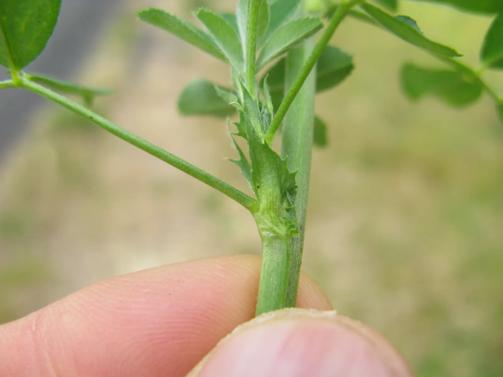 Alfalfa (Medicago Sativa) — After flowering, the plant produces spiraled seed pods, each containing 2-3 seeds