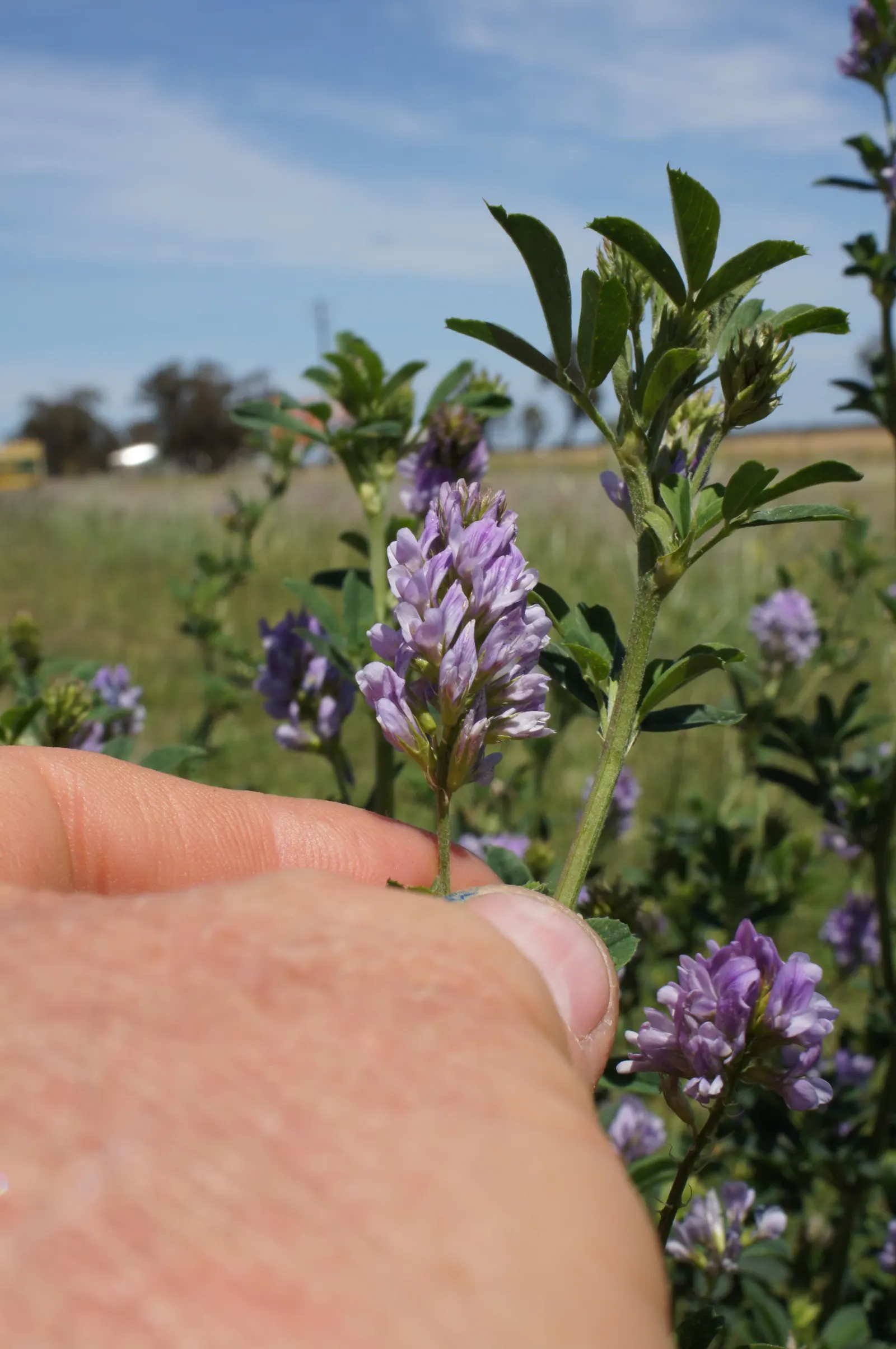 Alfalfa (Medicago Sativa) — while its ability to attract beneficial insects aids in overall garden health.<br><br>For a garden owner