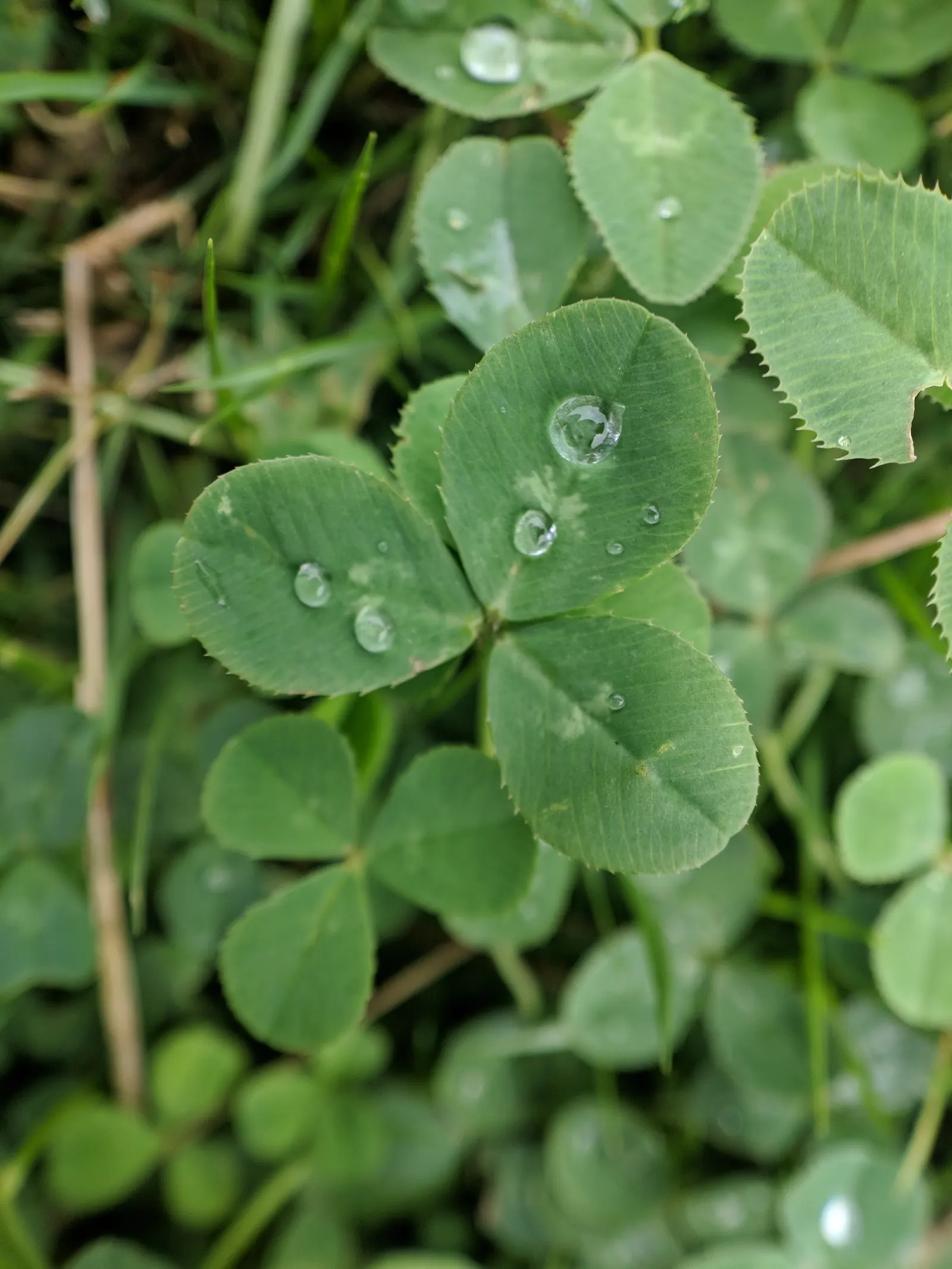 Alfalfa (Medicago Sativa) — Alfalfa (Medicago sativa) is a perennial flowering legume thriving in USDA zones 4-8