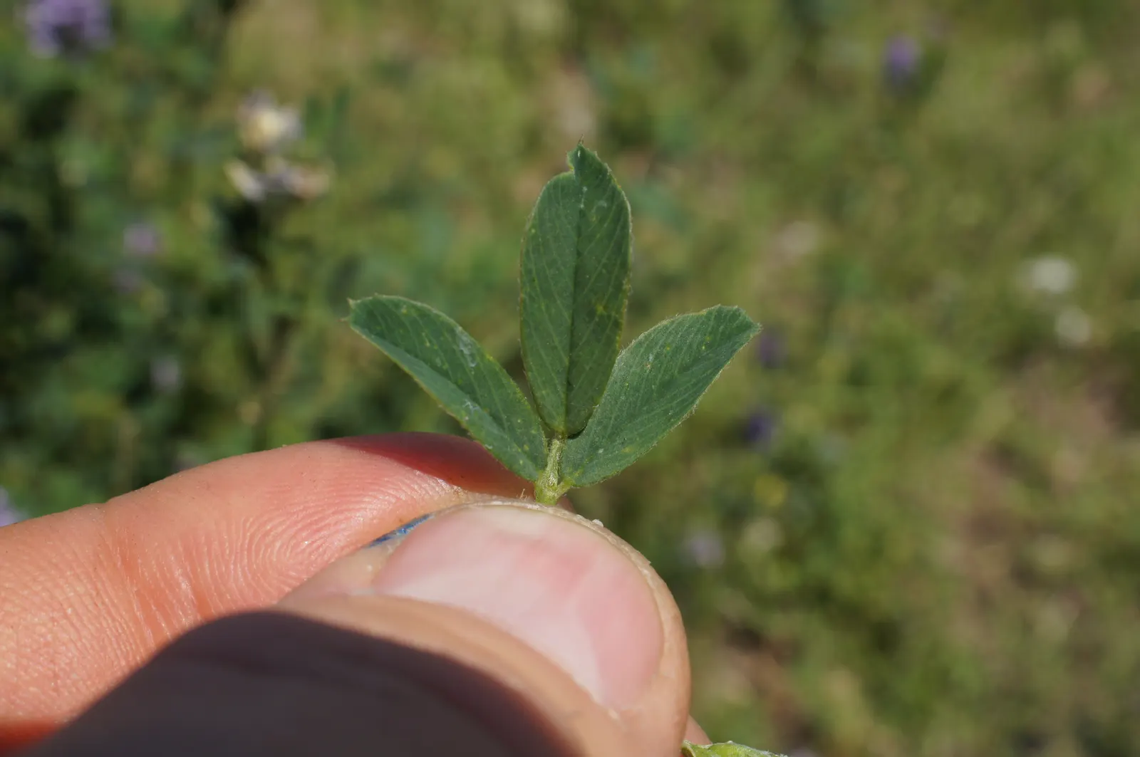 Alfalfa (Medicago Sativa) — Alfalfa's deep root system