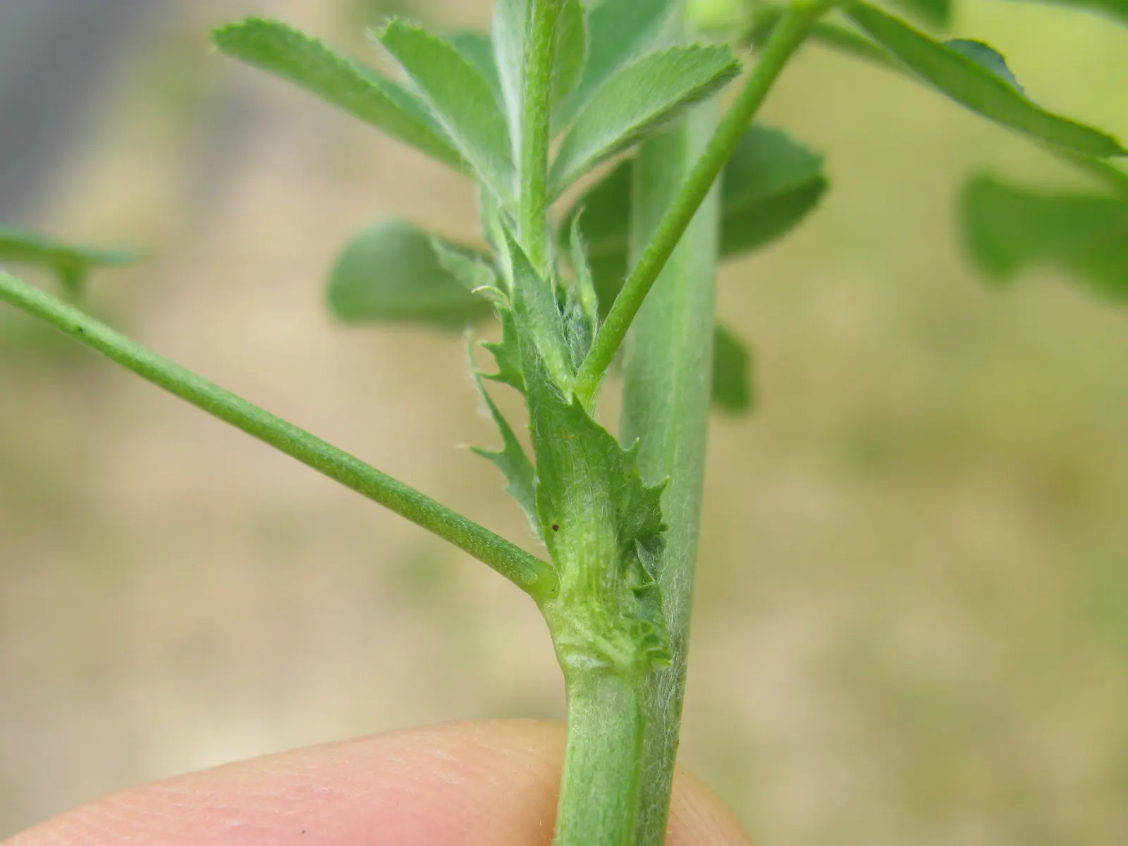 Alfalfa (Medicago Sativa) — adding nitrogen back into the soil through its root nodules