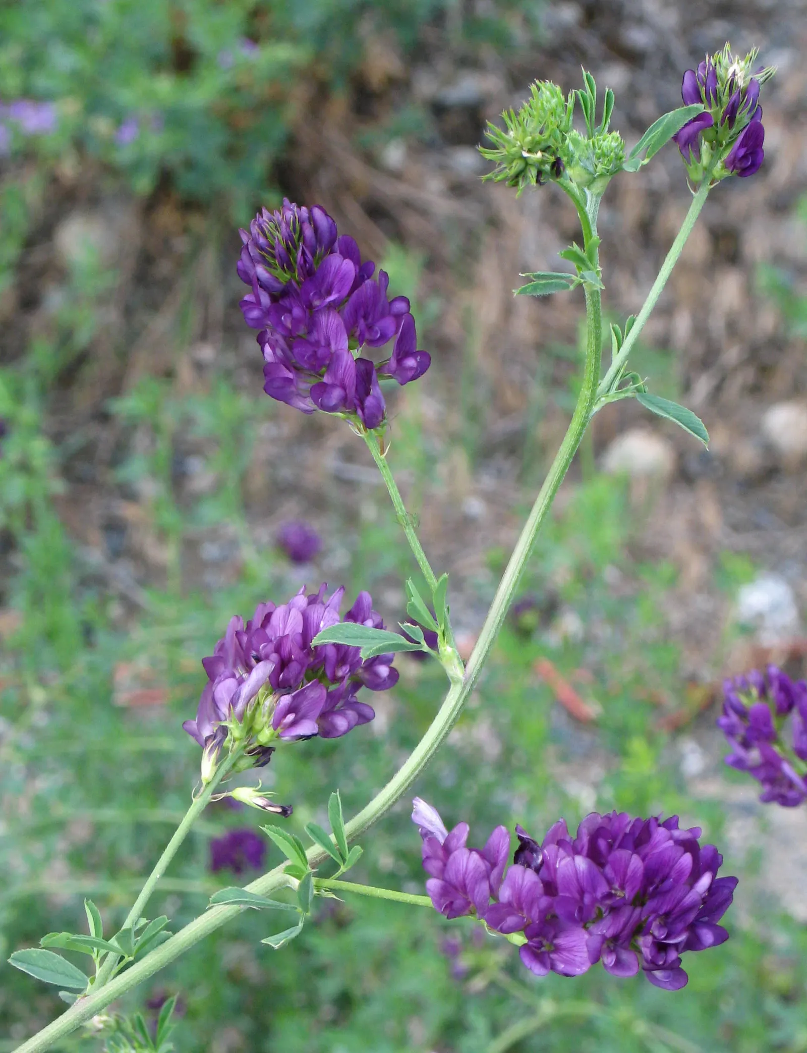 Alfalfa (Medicago Sativa) — alfalfa serves multiple functions; which is particularly beneficial in nutrient-depleted areas