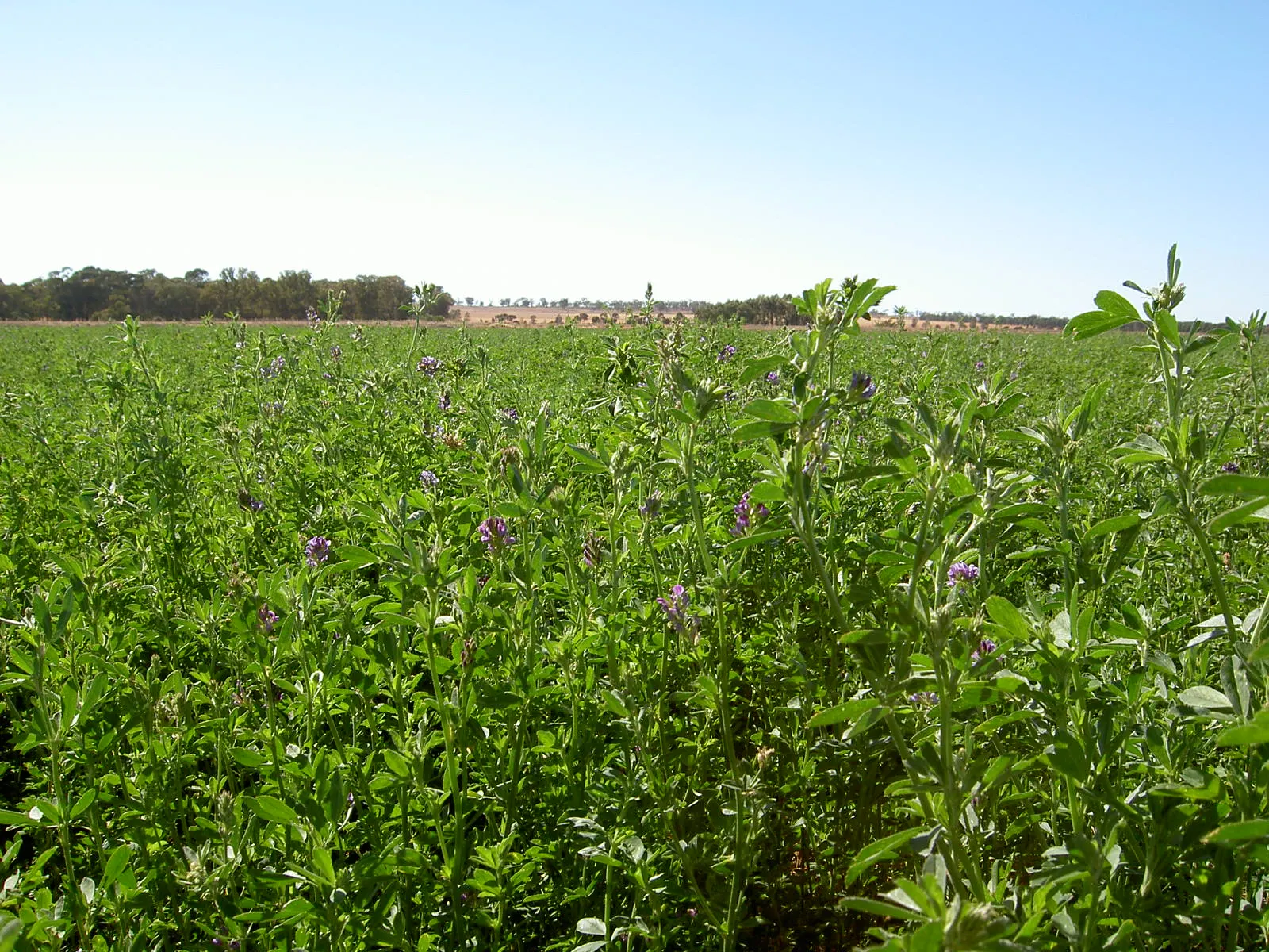 Alfalfa (Medicago Sativa) — perennial with purple blooms