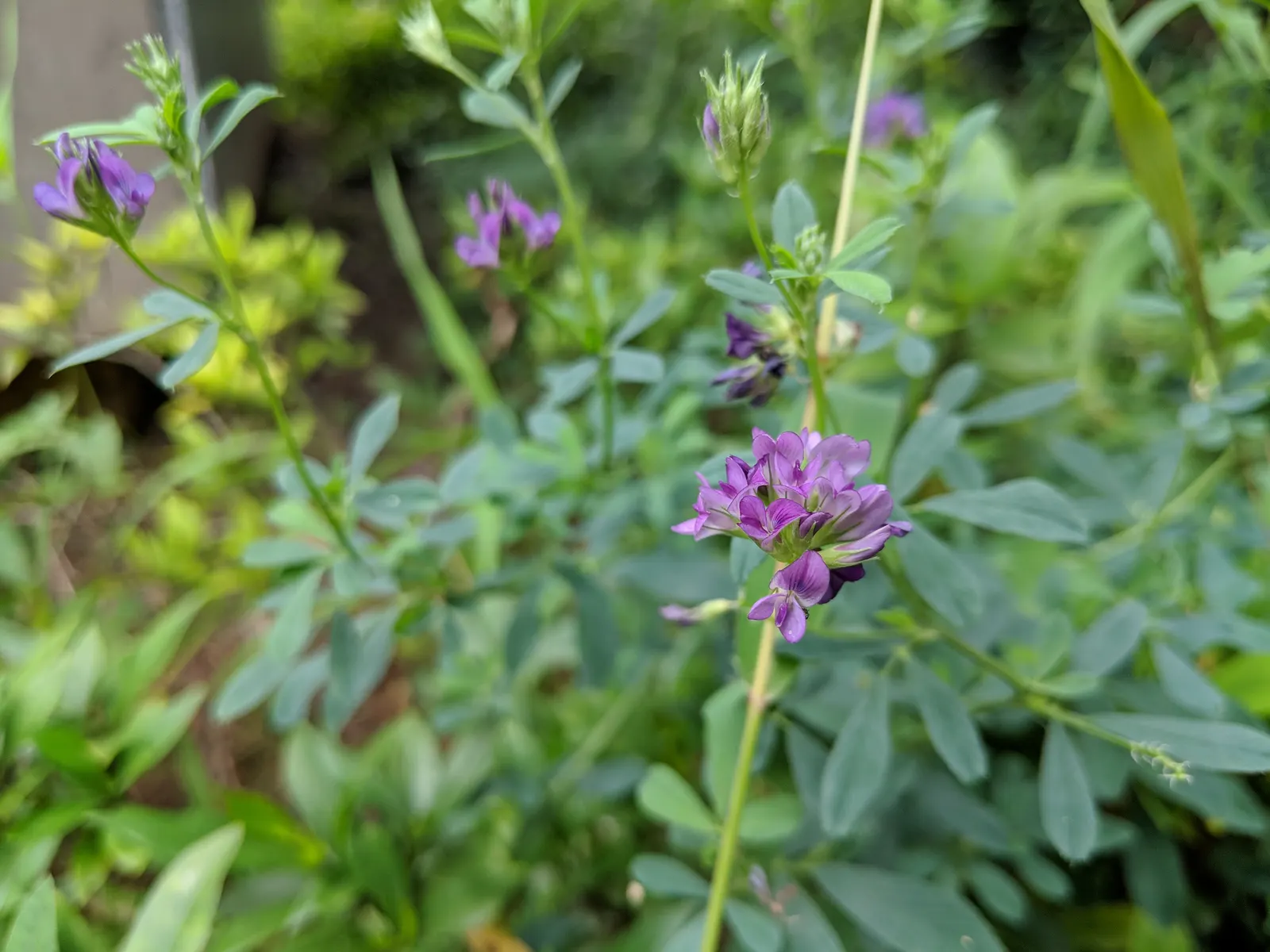 Alfalfa (Medicago Sativa) — Regular mowing or cutting can keep this vigorously growing plant in check and encourage dense; this hardy plant reaches, image 75