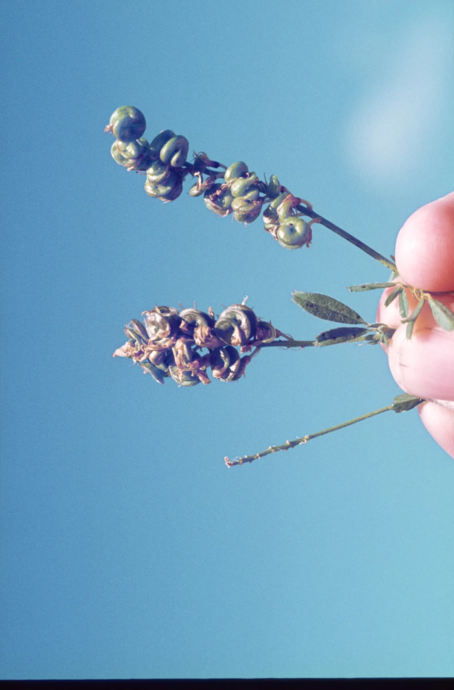 Alfalfa (Medicago Sativa) — is a perennial flowering plant renowned for its high nutritional value and versatility within a garden design; alfalfa, image 60