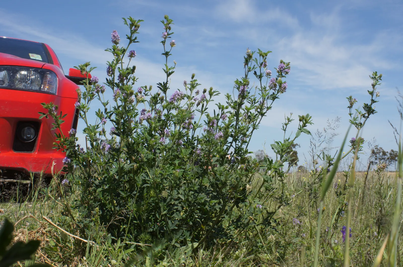 Alfalfa (Medicago Sativa) — Alfalfa (Medicago sativa) is a perennial flowering legume thriving in USDA zones 4-8; its deep taproots enrich soil, image 53