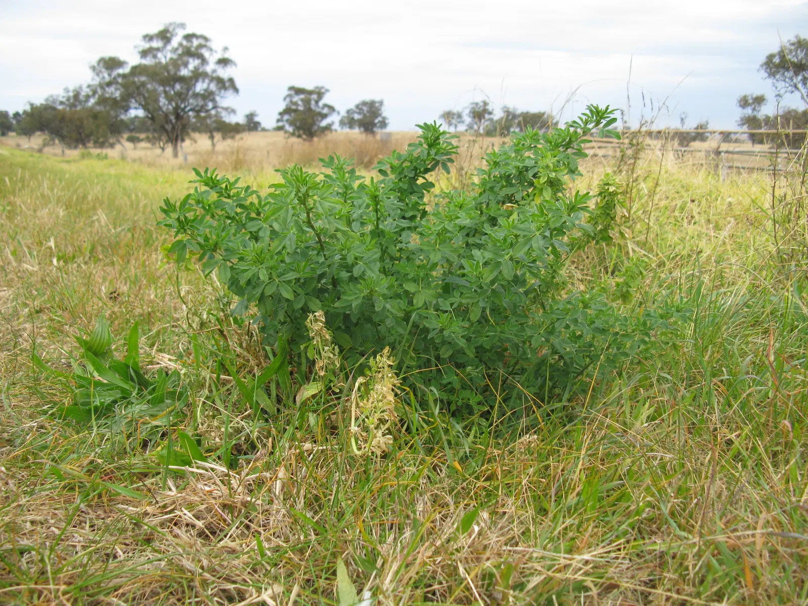 Alfalfa (Medicago Sativa) — A member of the Fabaceae family; is a perennial flowering plant renowned for its high nutritional value and versatility, image 61