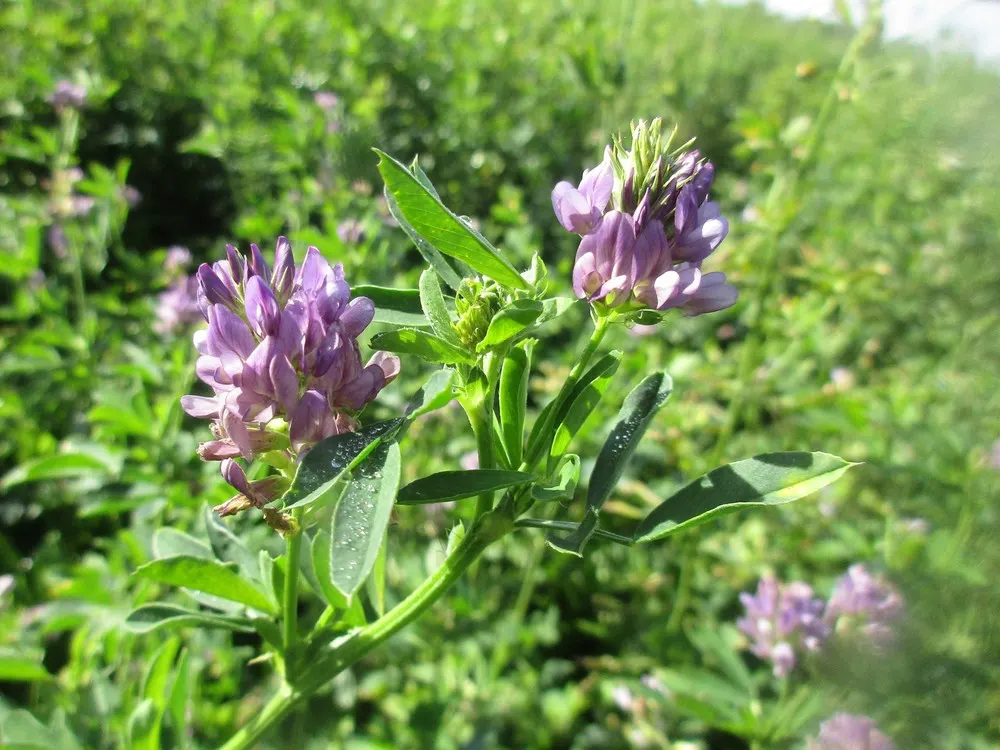 Alfalfa (Medicago Sativa) — adding texture and interest to the landscape