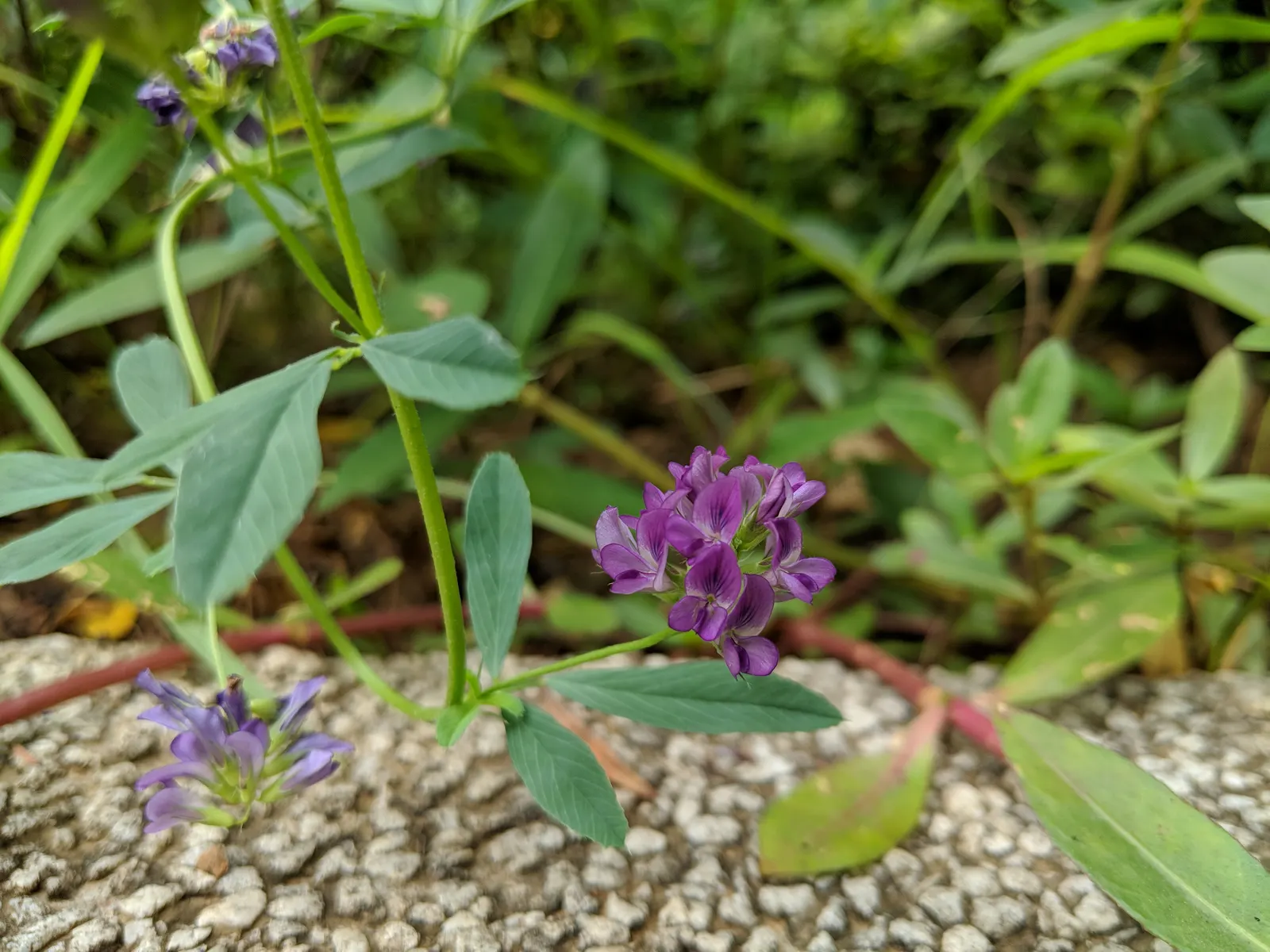 Alfalfa (Medicago Sativa) — Regular mowing or cutting can keep this vigorously growing plant in check and encourage dense; this hardy plant reaches up to 3
