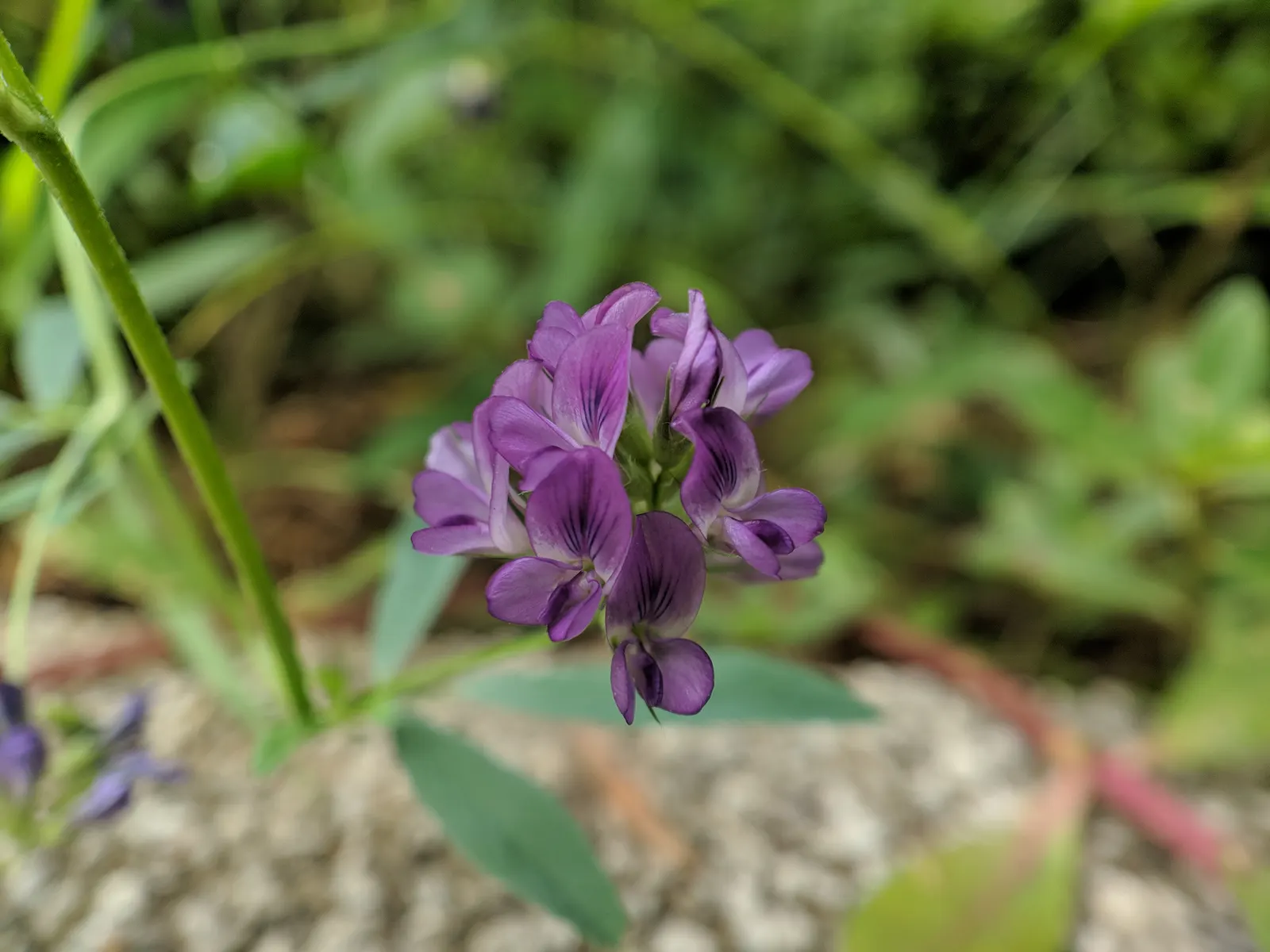 Alfalfa (Medicago Sativa) — It acts as a soil conditioner; purple flowers in the garden