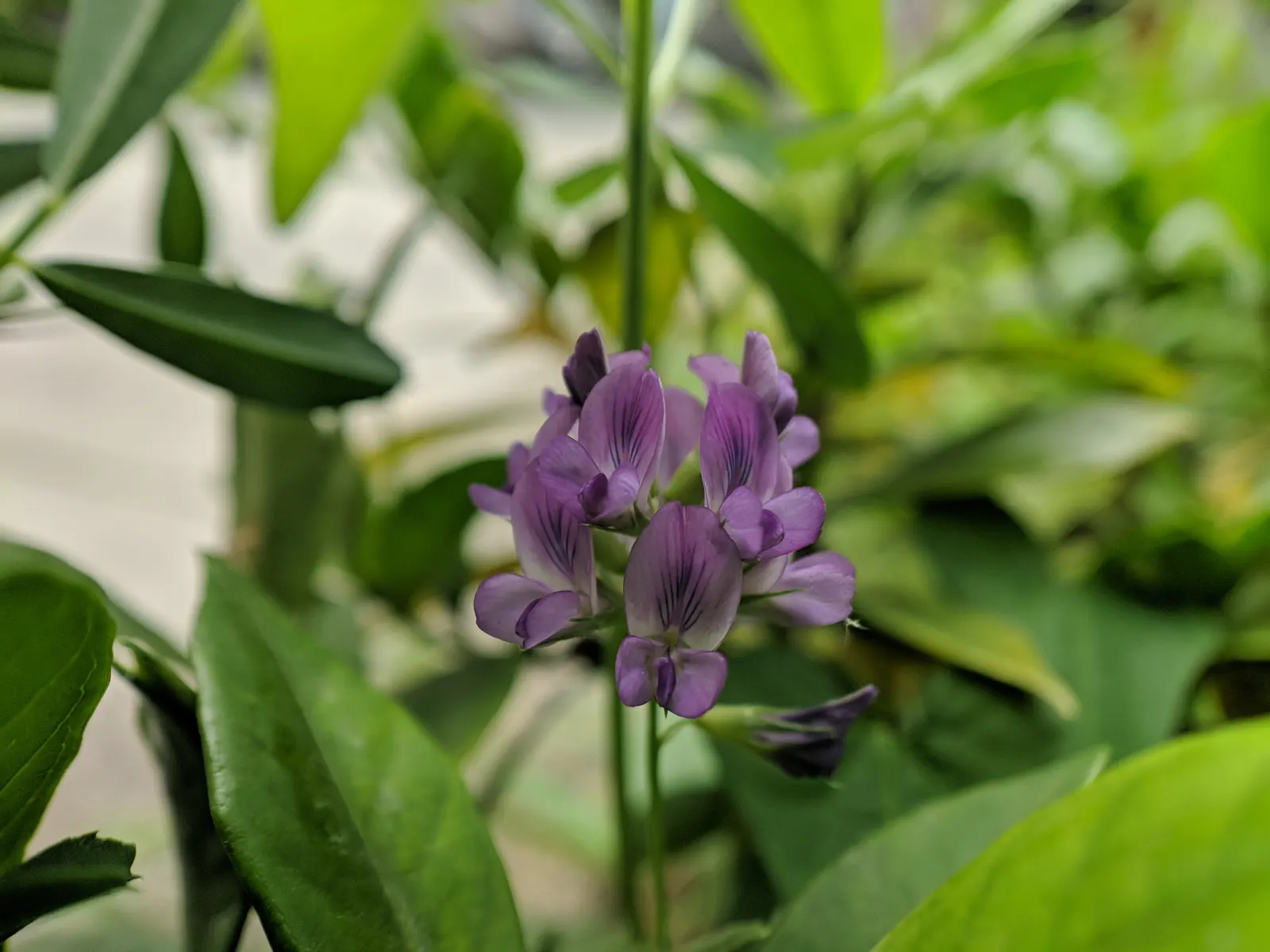 Alfalfa (Medicago Sativa) — alfalfa serves multiple functions; which is particularly beneficial in nutrient-depleted areas, image 66