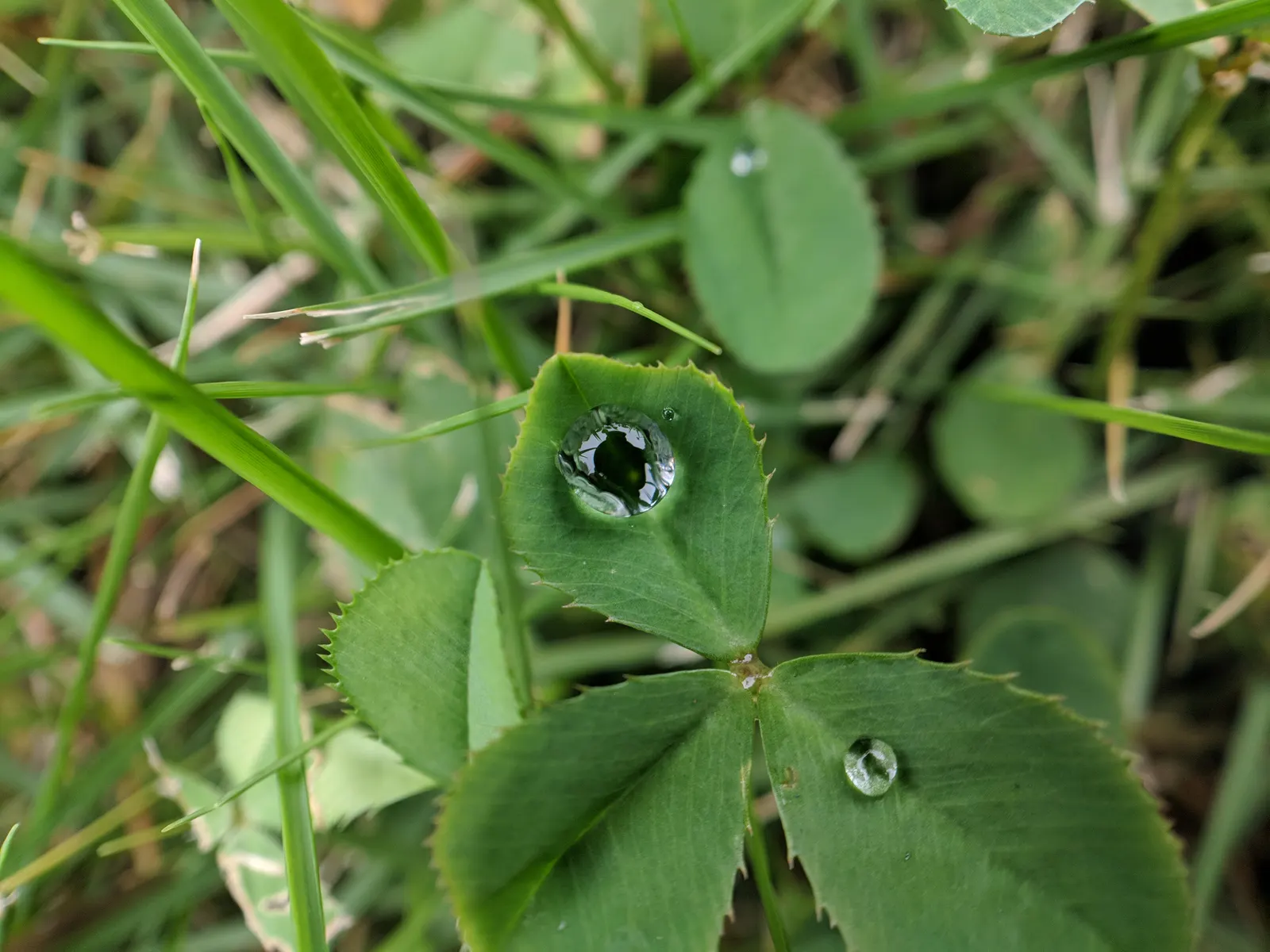 Alfalfa (Medicago Sativa) — incorporating alfalfa offers an environmentally-friendly option for lawn alternatives or green mulch; scientifically known as