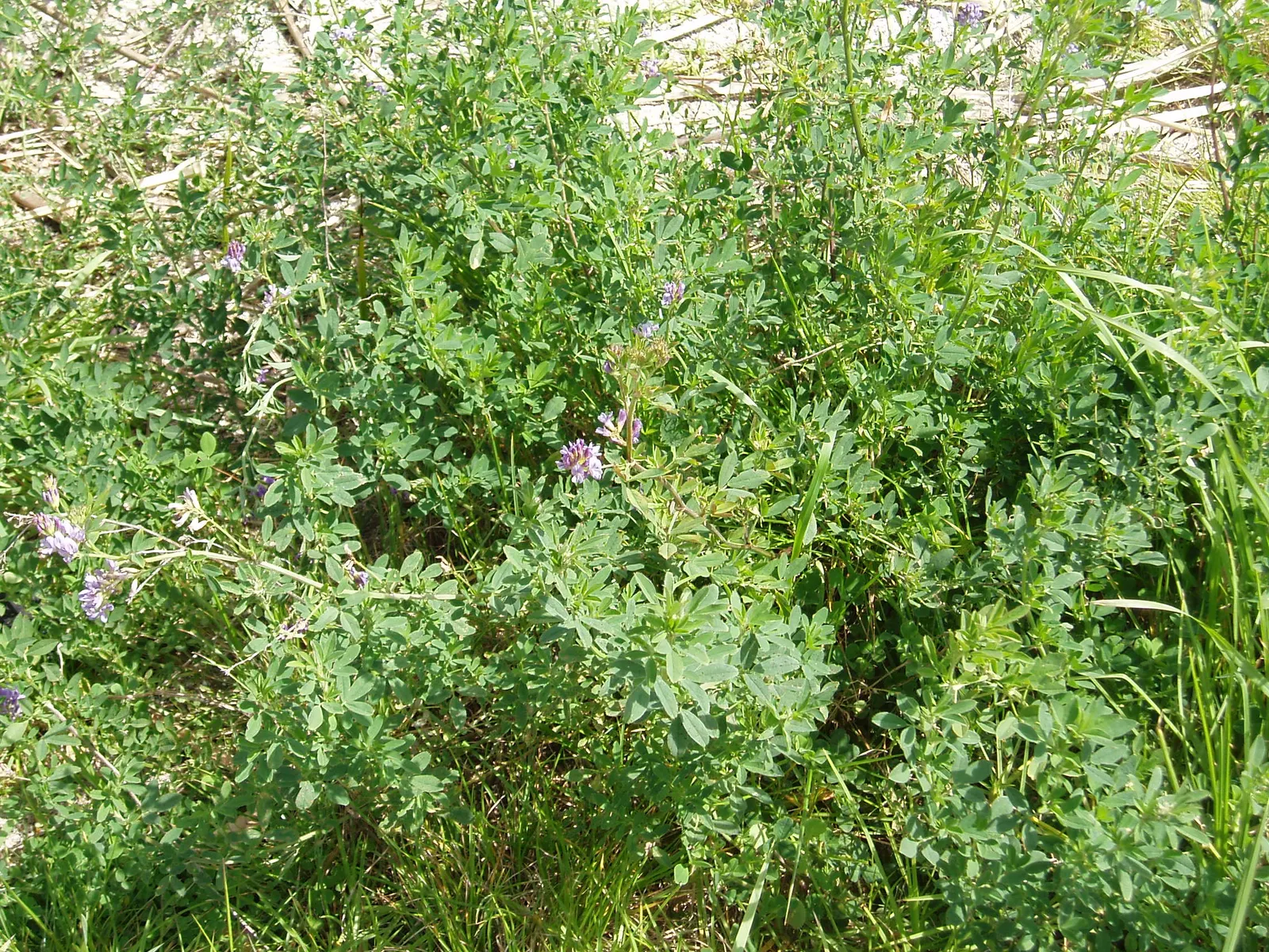 Alfalfa (Medicago Sativa) — enhancing biodiversity in garden ecosystems; extending up to 15-20 feet in optimal soil conditions