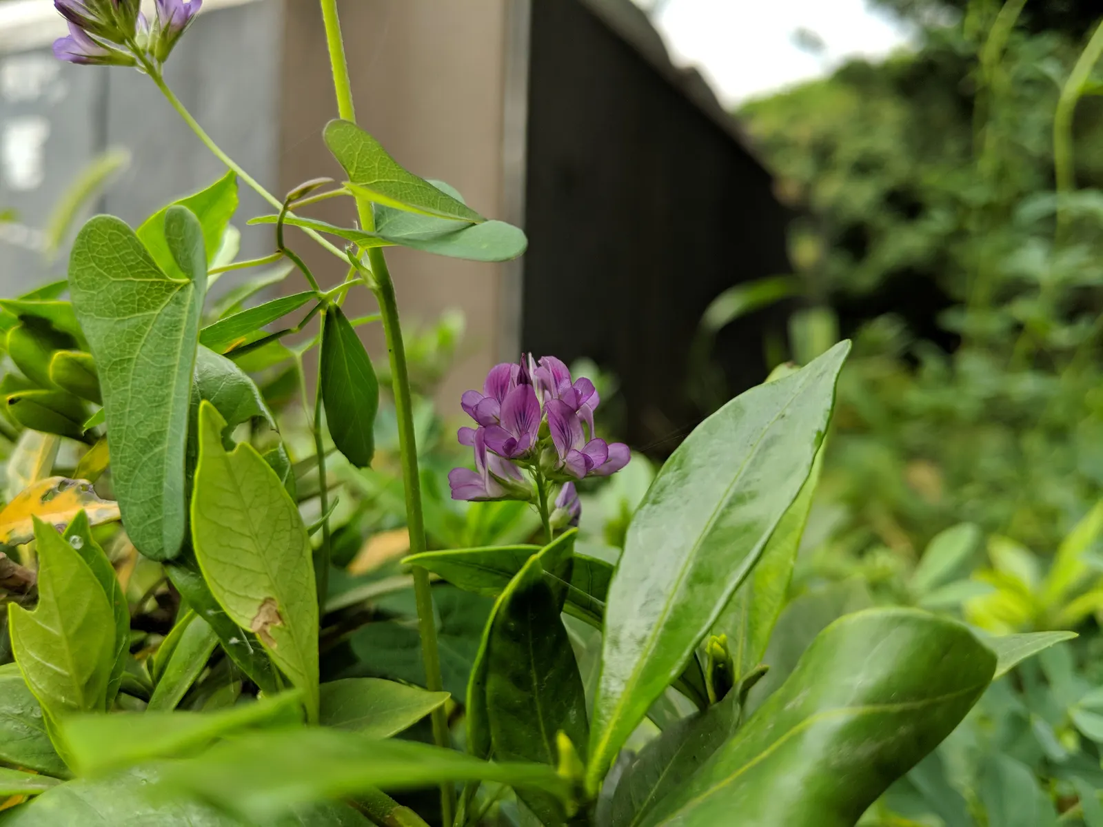 Alfalfa (Medicago Sativa) — perennial for full; regular mowing or cutting can keep this vigorously growing plant in check and encourage dense