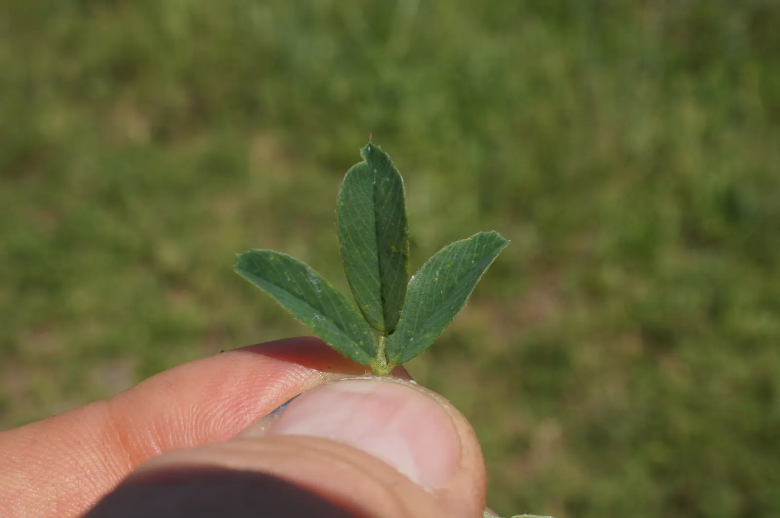 Alfalfa (Medicago Sativa) — enhancing biodiversity in garden ecosystems