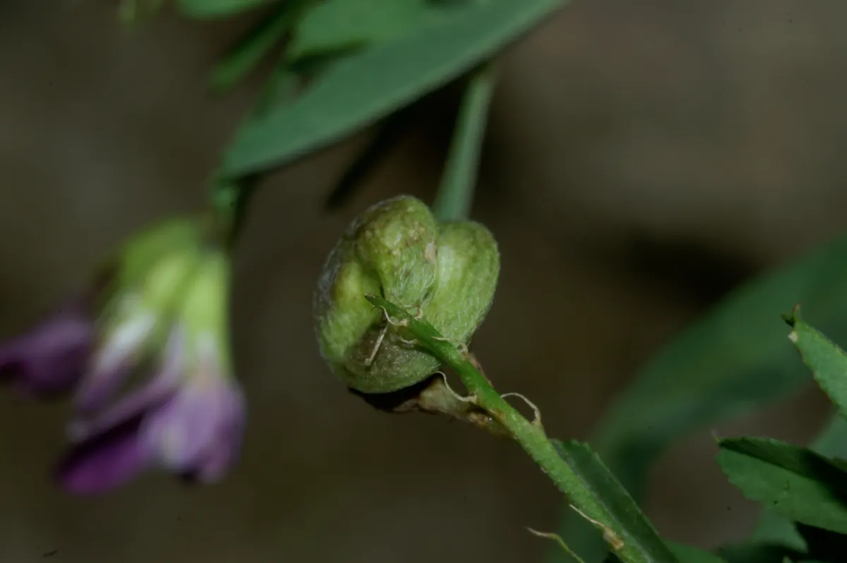 Alfalfa (Medicago Sativa) — its attractive foliage and flowers can provide a modest aesthetic appeal