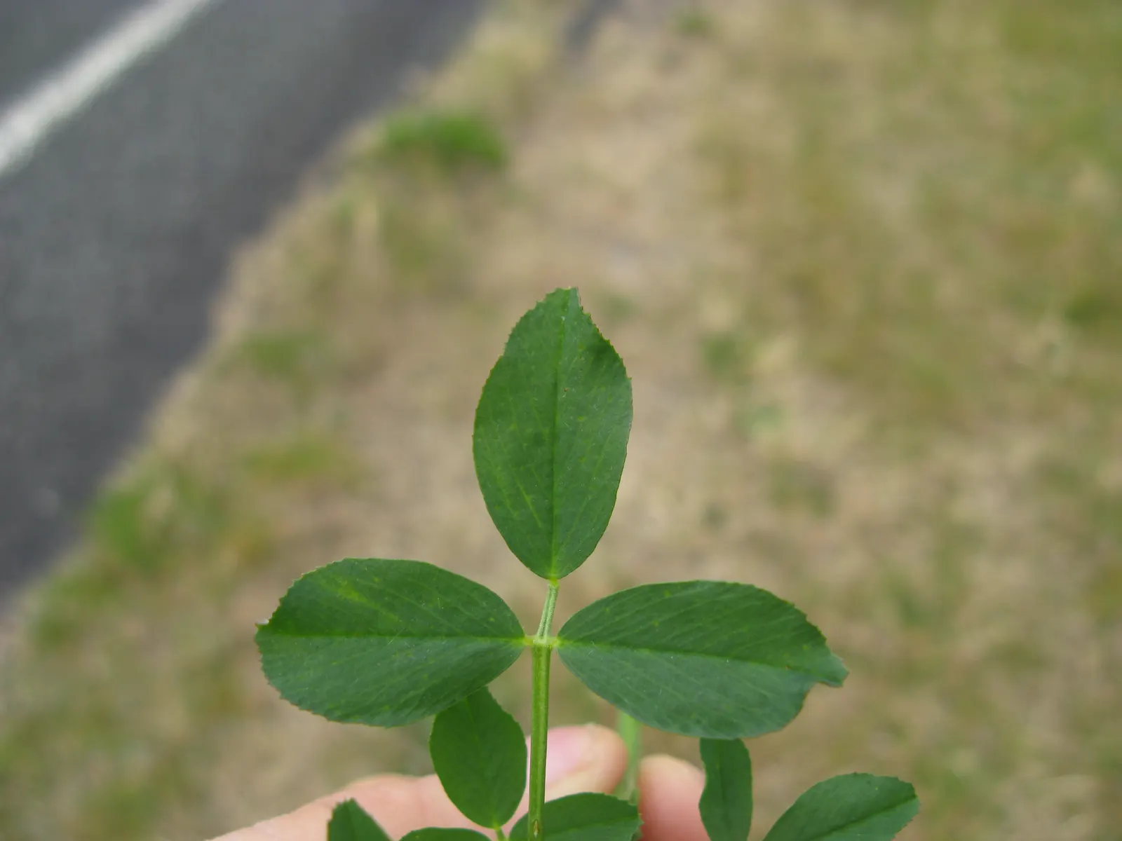 Alfalfa (Medicago Sativa) — It prefers full sun and well-draining soil, making it ideal for open, sunny landscapes