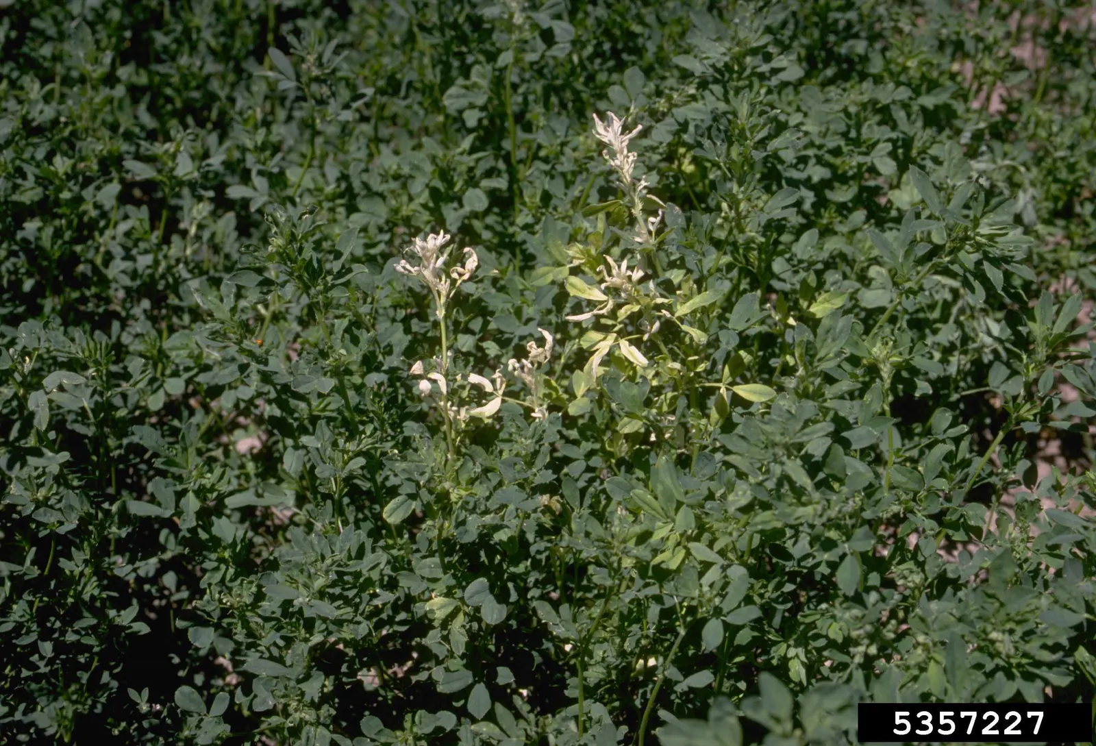 Alfalfa (Medicago Sativa) — Alfalfa's deep root system; it prefers full sun and well-draining soil, making it ideal for open, sunny landscapes