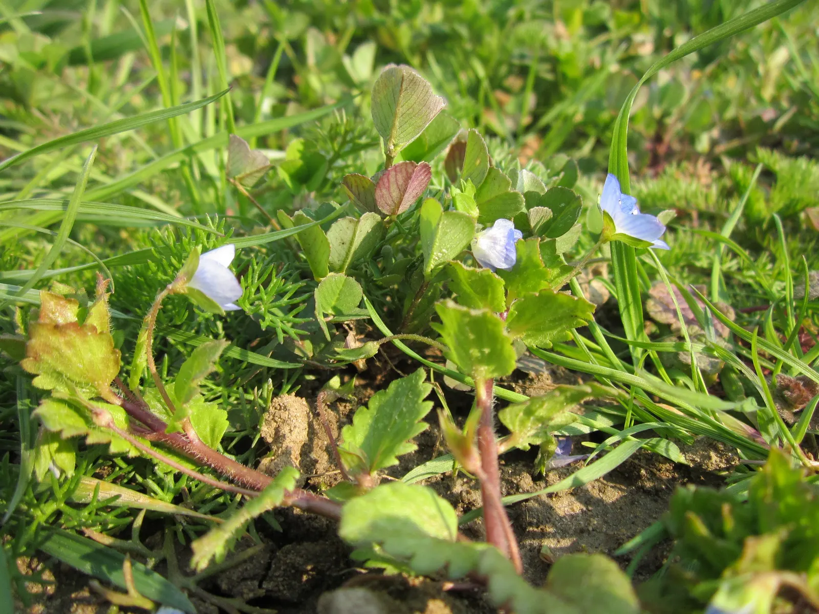 Alfalfa (Medicago Sativa) — adding texture and interest to the landscape; alfalfa serves multiple functions