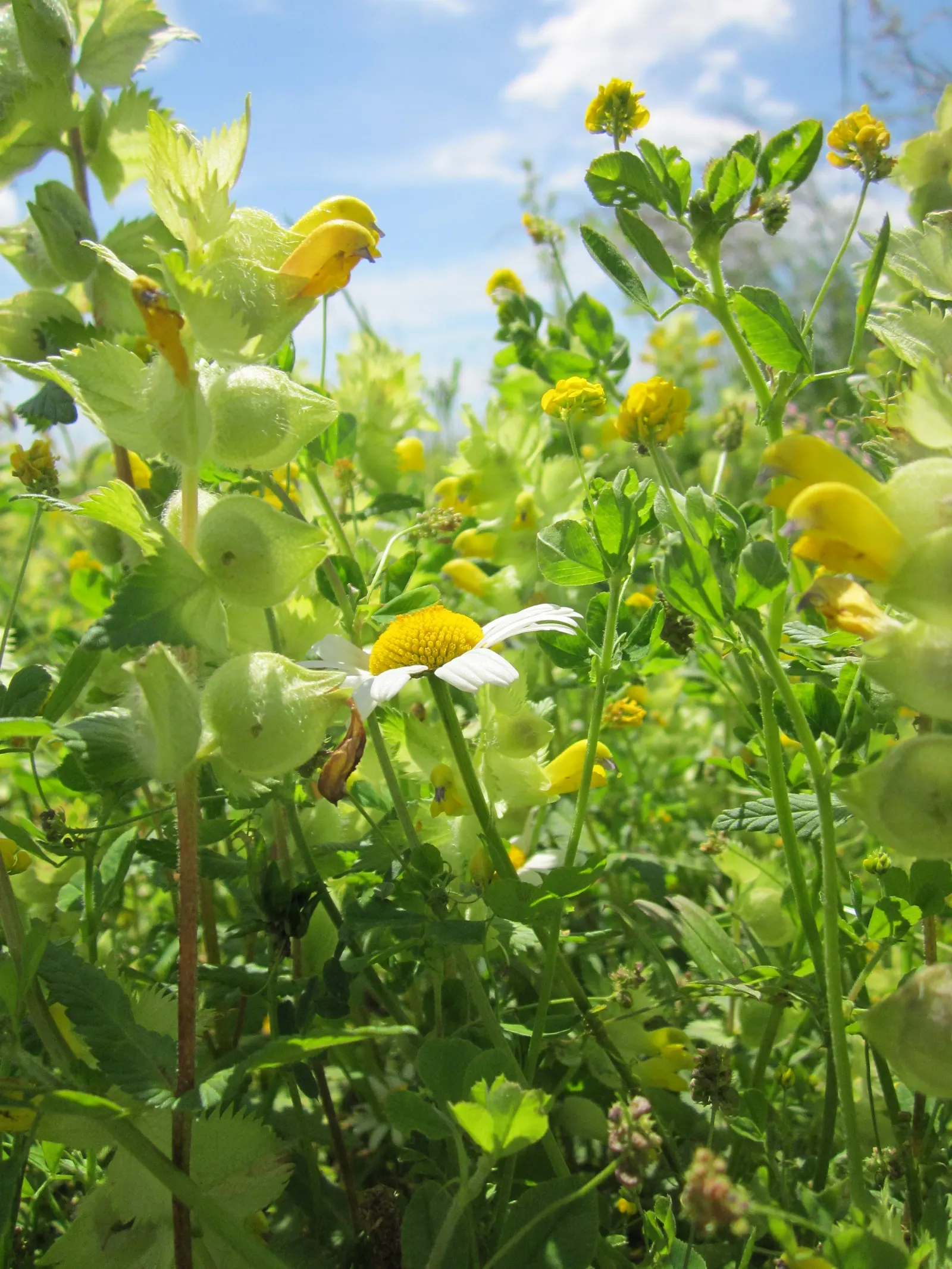 Alfalfa (Medicago Sativa) — After flowering, the plant produces spiraled seed pods, each containing 2-3 seeds; it requires full sun exposure and, image 63