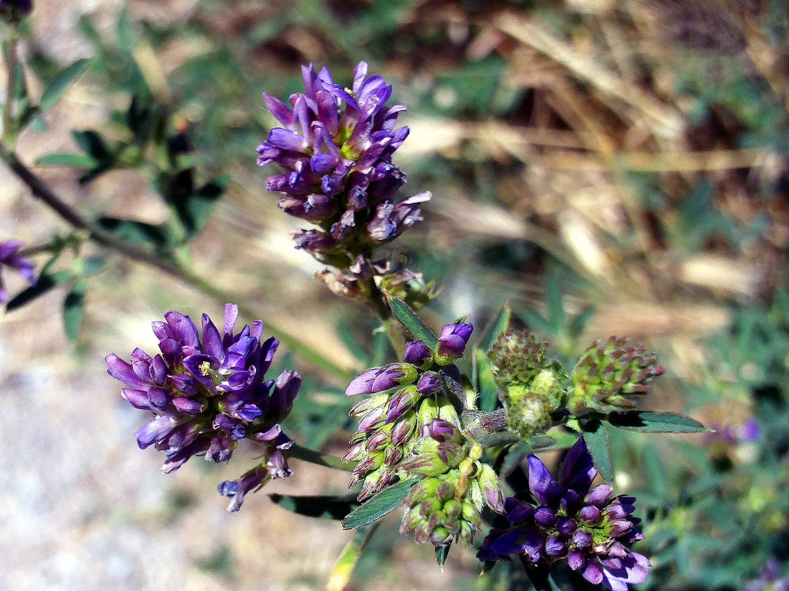 Alfalfa (Medicago Sativa) — After flowering, the plant produces spiraled seed pods, each containing 2-3 seeds; it requires full sun exposure and well-drained