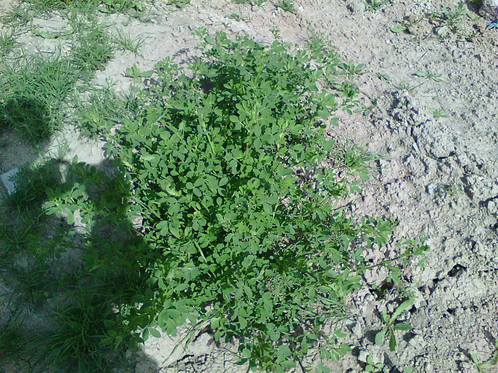 Alfalfa (Medicago Sativa) — its attractive foliage and flowers can provide a modest aesthetic appeal; while its ability to attract beneficial, image 70