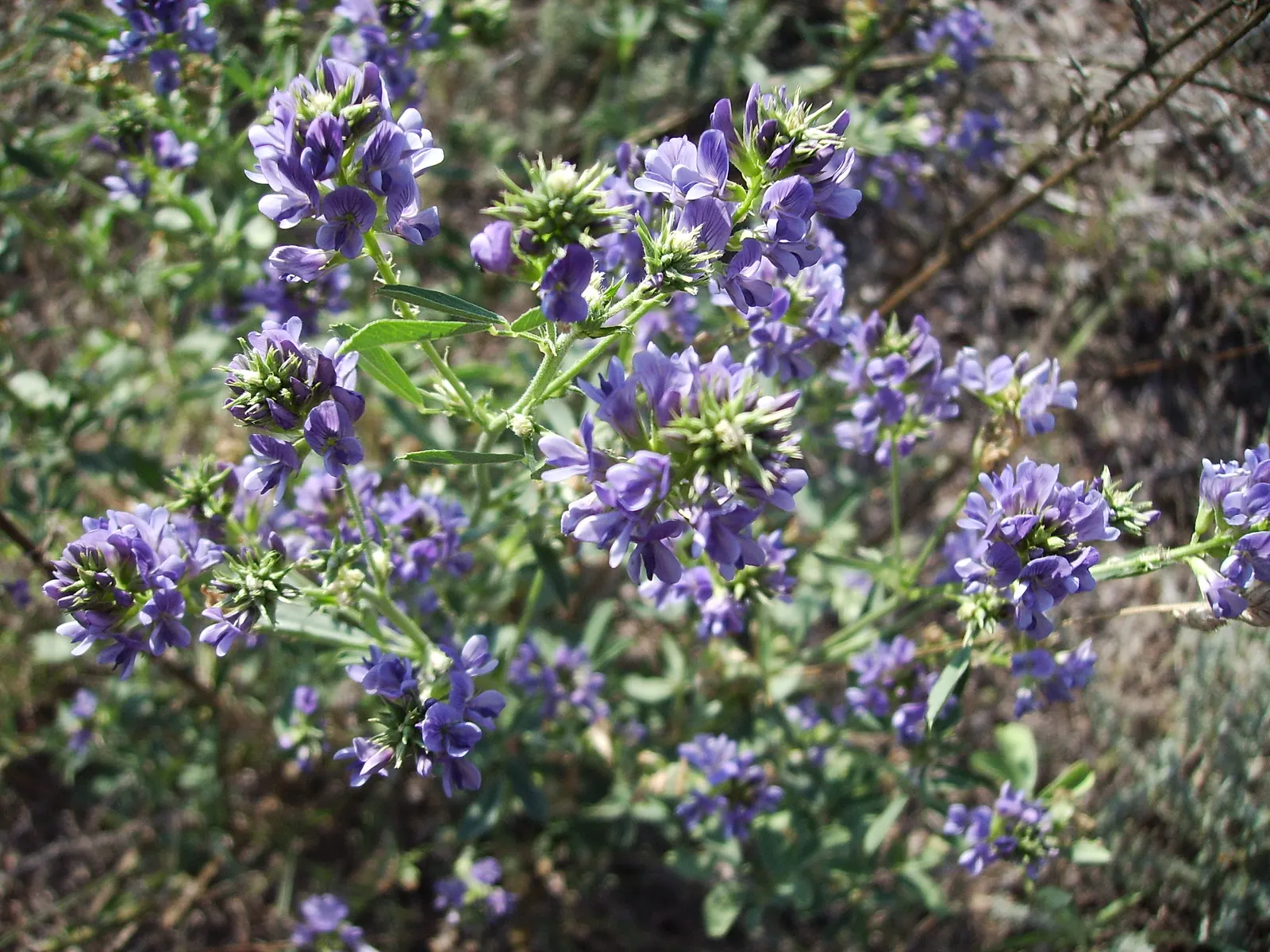 Alfalfa (Medicago Sativa) — A member of the Fabaceae family; is a perennial flowering plant renowned for its high nutritional value and versatility within a