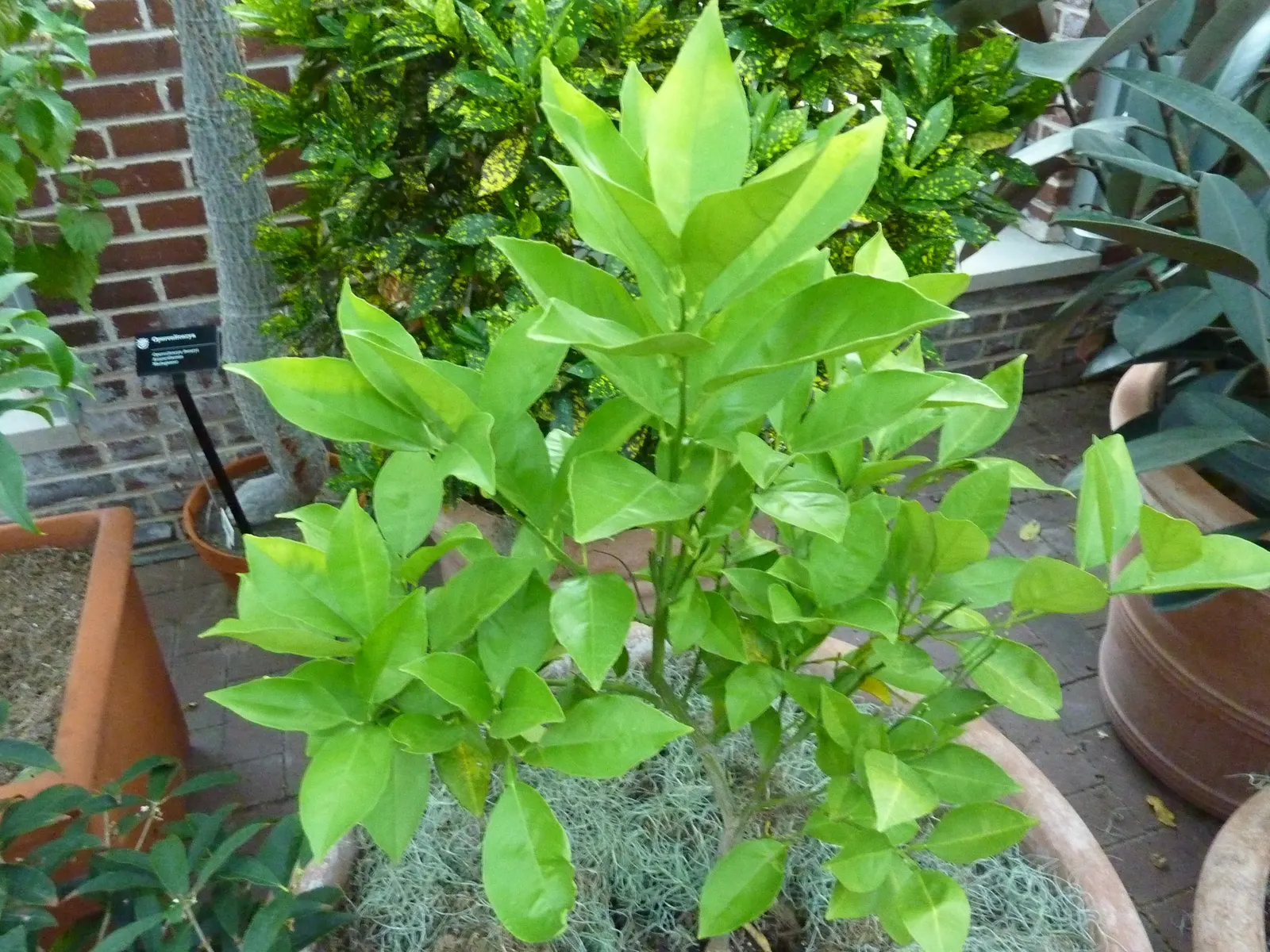 Valencia Orange (Citrus Sinensis 'Valencia') — This medium-sized tree proudly displays glossy