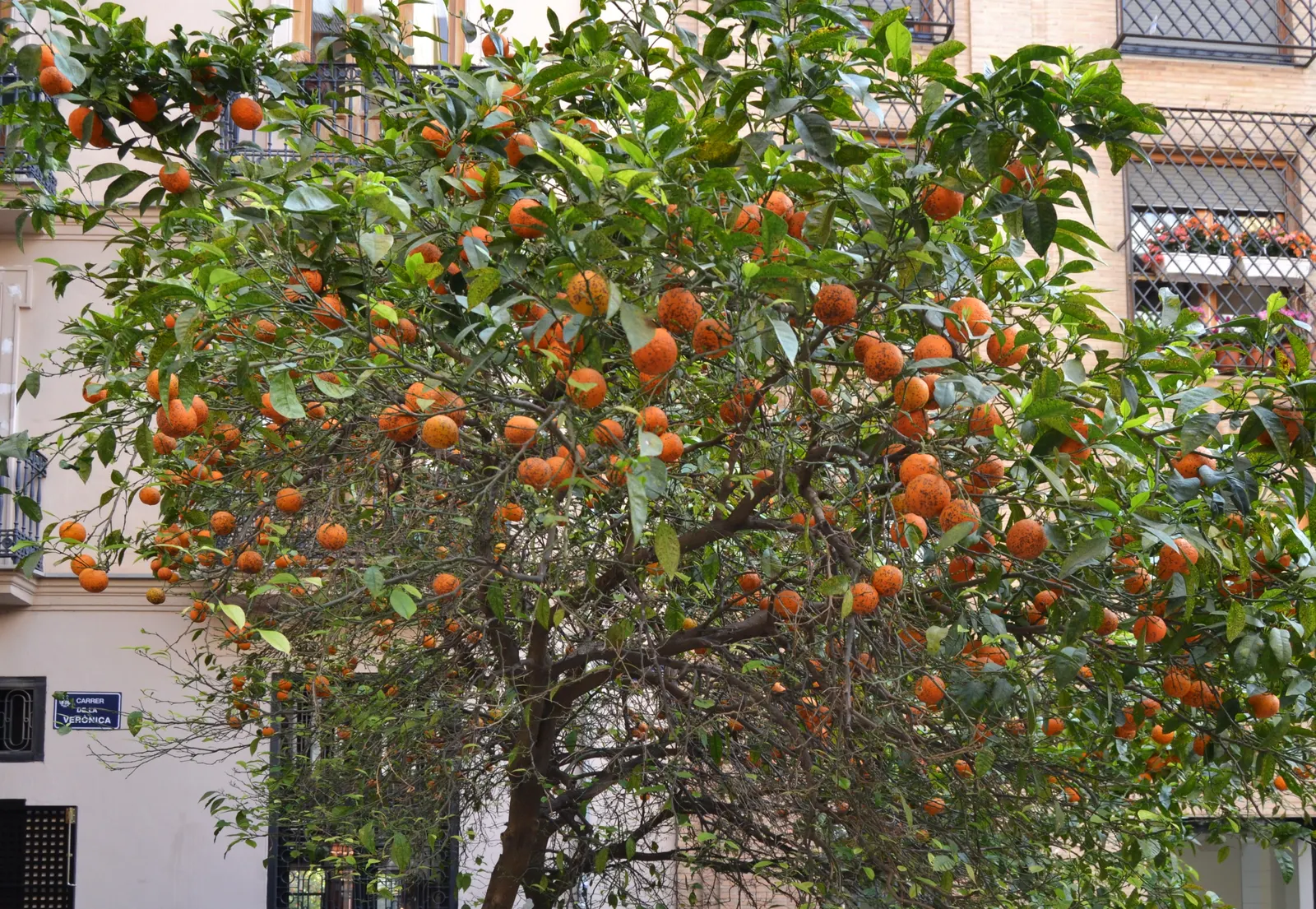 Valencia Orange (Citrus Sinensis 'Valencia') — Valencia Orange (Citrus sinensis 'Valencia') is a vigorous