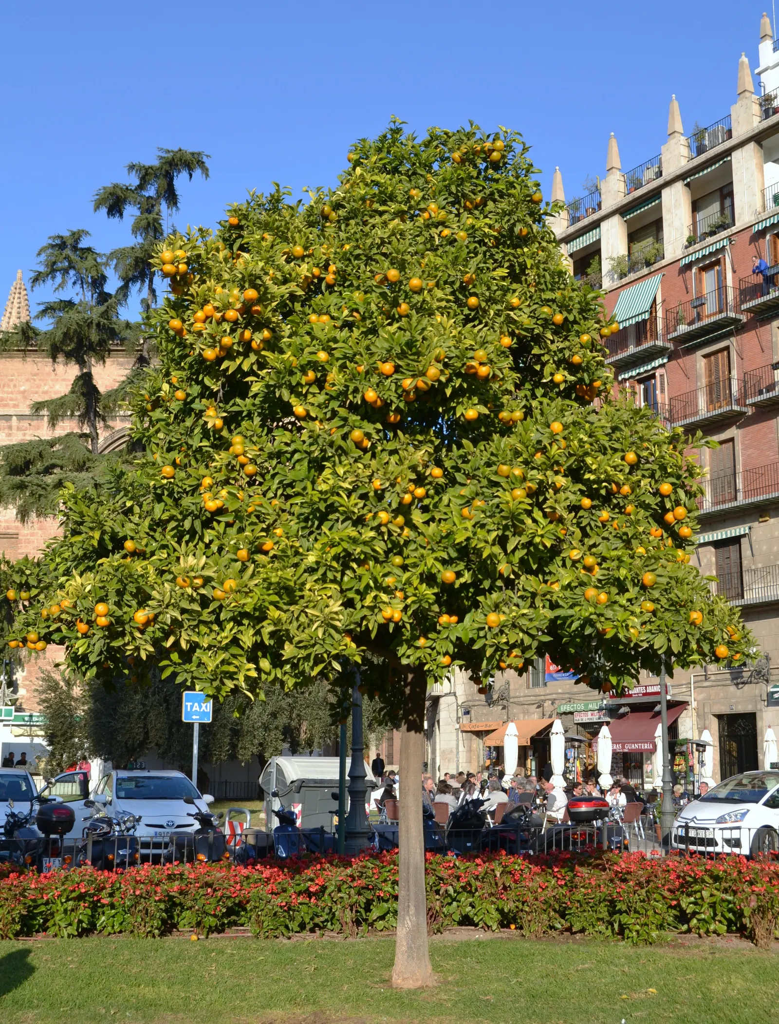 Valencia Orange (Citrus Sinensis 'Valencia') — though they can remain on the tree without diminishing in quality