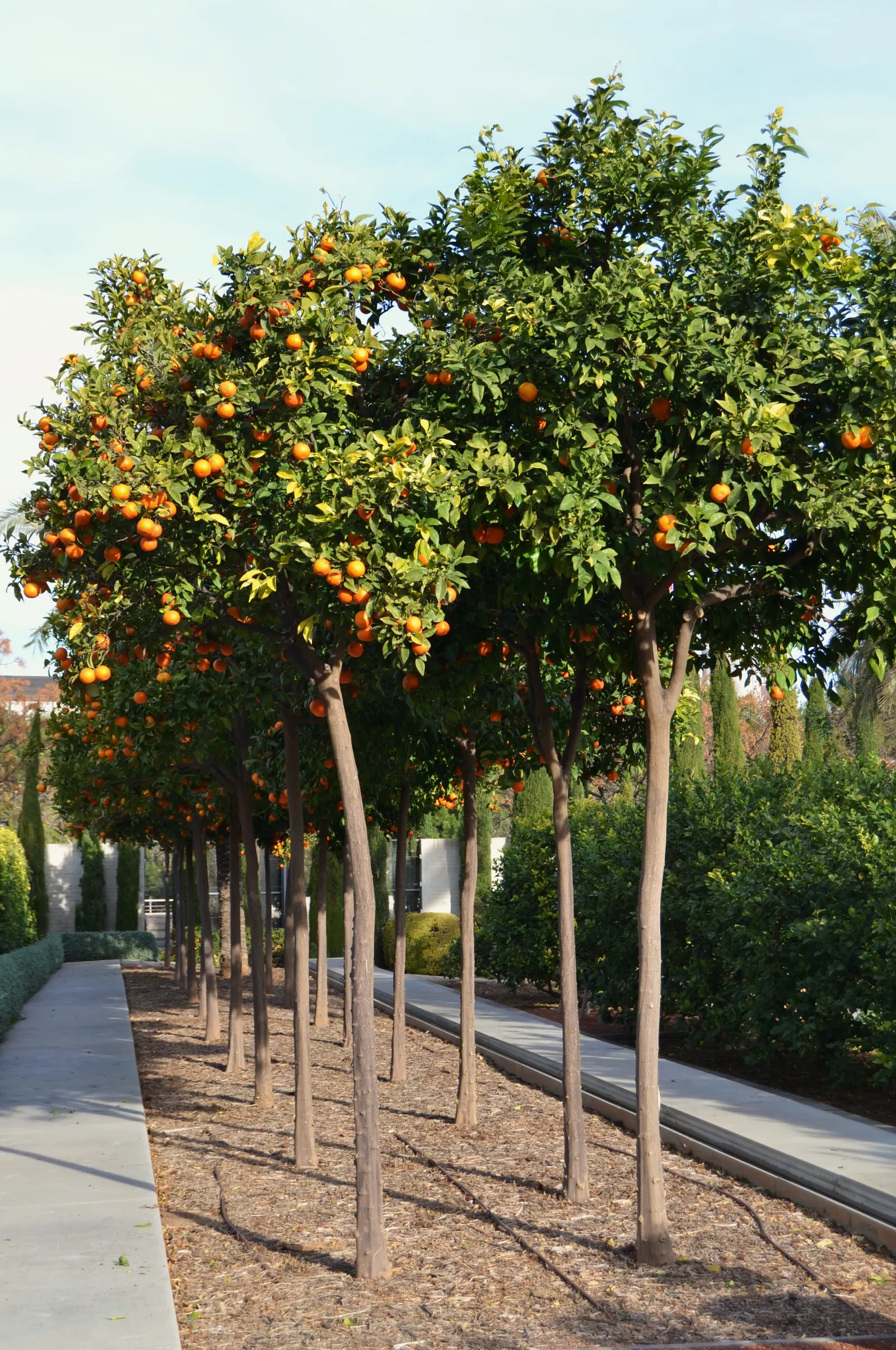 Valencia Orange (Citrus Sinensis 'Valencia') — The oranges themselves ripen from late spring to early summer