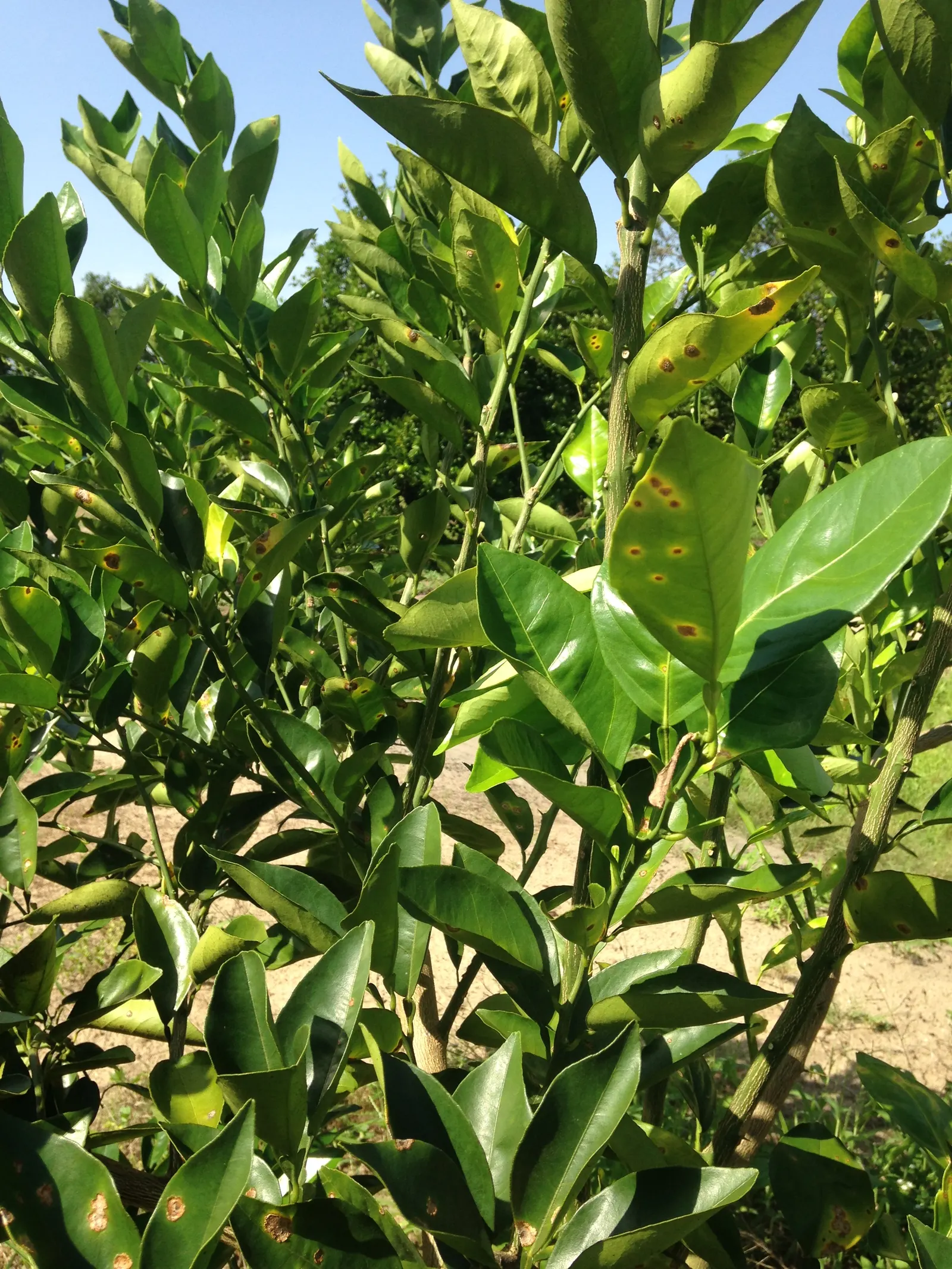 Valencia Orange (Citrus Sinensis 'Valencia') — reaching heights of 15-30 feet with a 15-20 foot spread