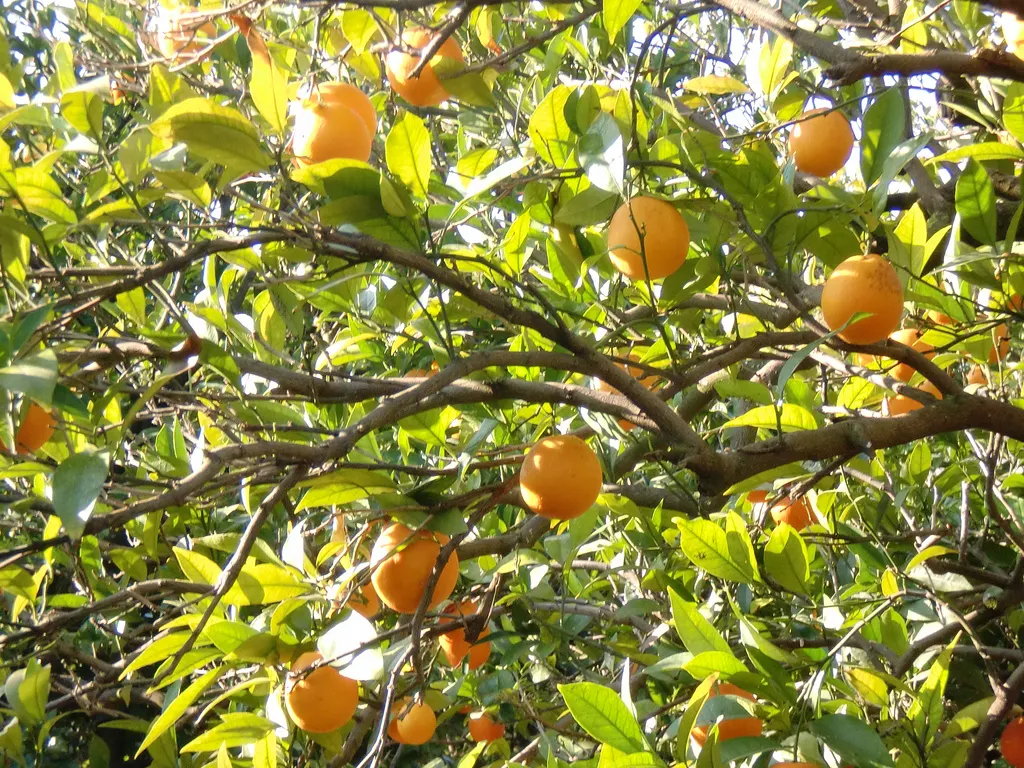 Valencia Orange (Citrus Sinensis 'Valencia') — heralding the arrival of the famed fruit