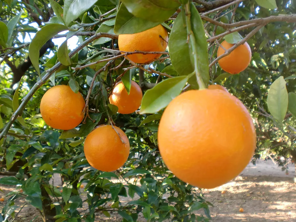 Valencia Orange (Citrus Sinensis 'Valencia') — The glossy green foliage and fragrant white blossoms provide year-round interest