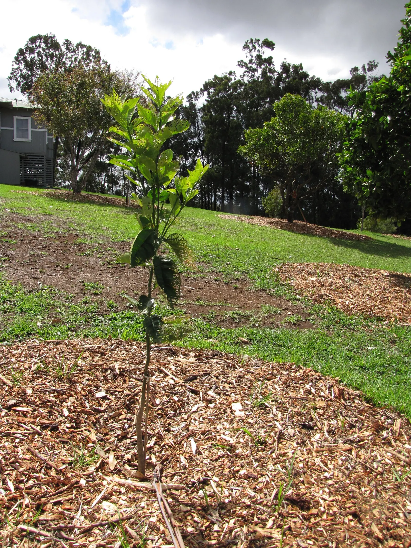 Valencia Orange (Citrus Sinensis 'Valencia') — As a landscape architect assistant