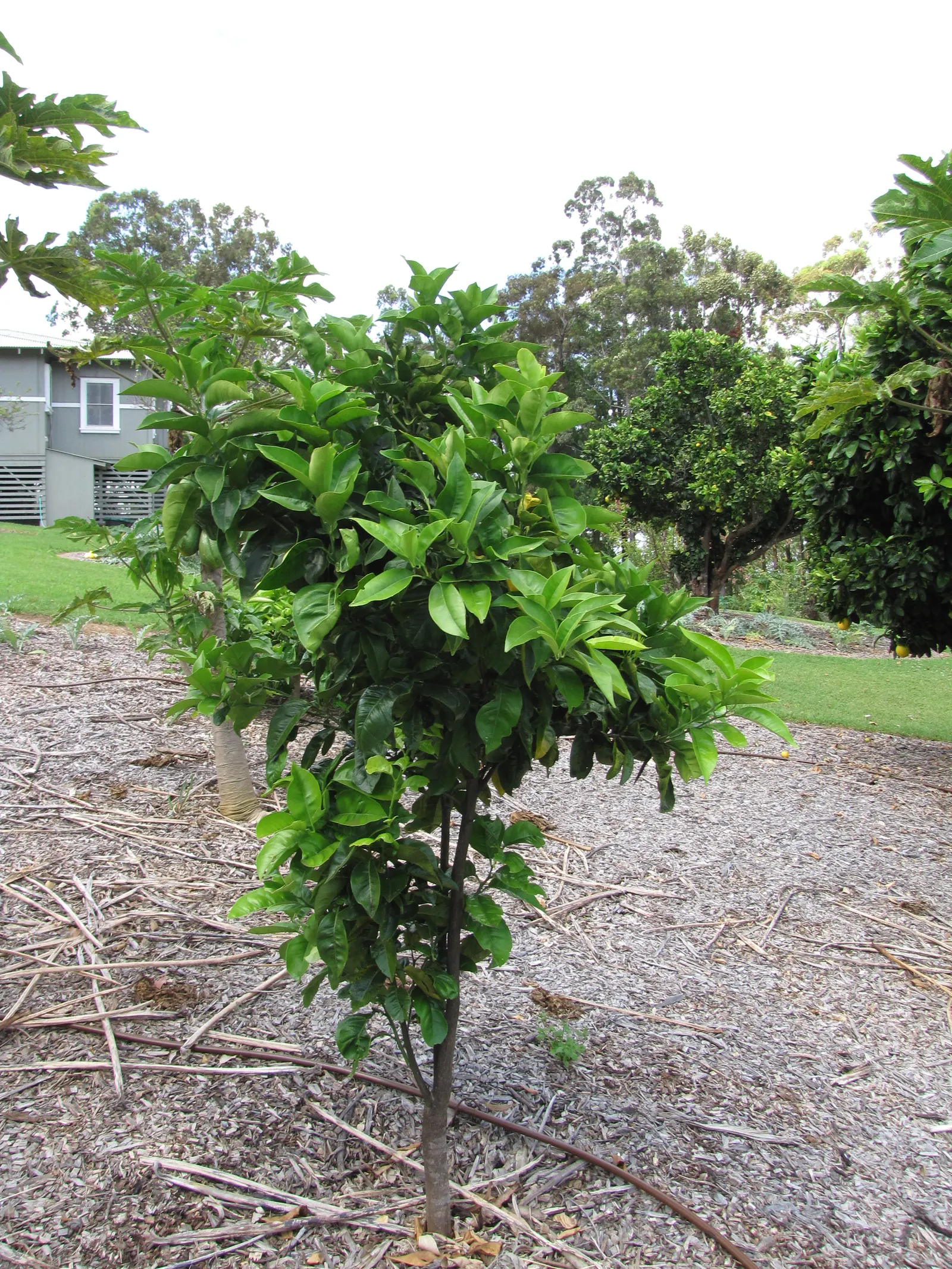 Valencia Orange (Citrus Sinensis 'Valencia') — is a cherished citrus variety prized for its sweet